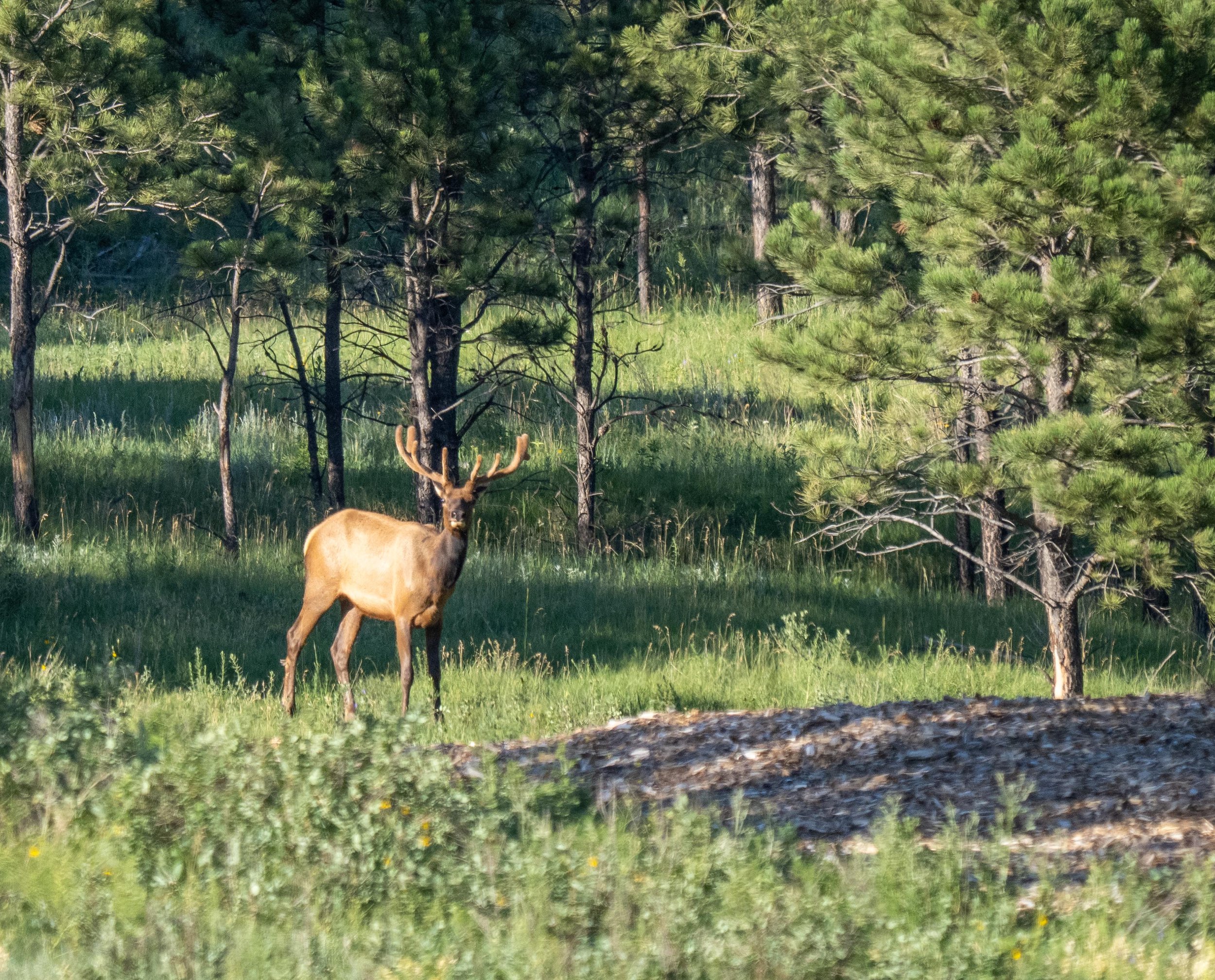 Elk