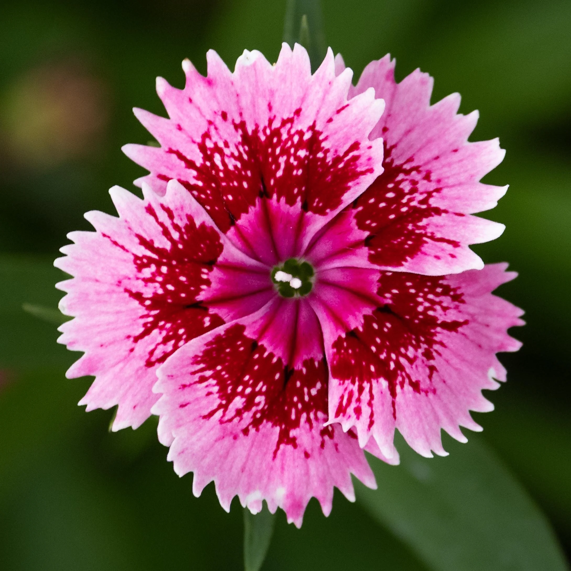 Dianthus