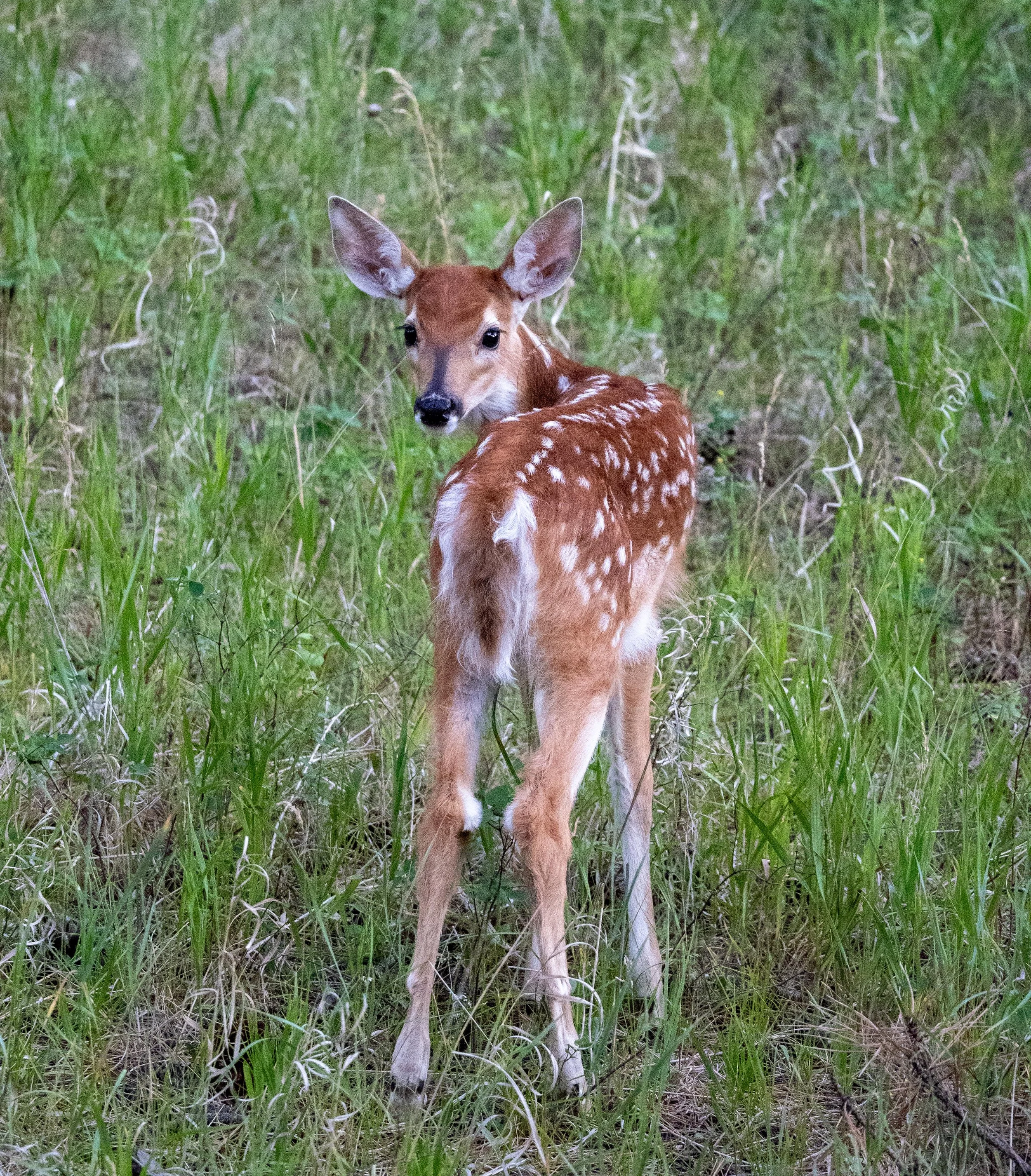 Bambi