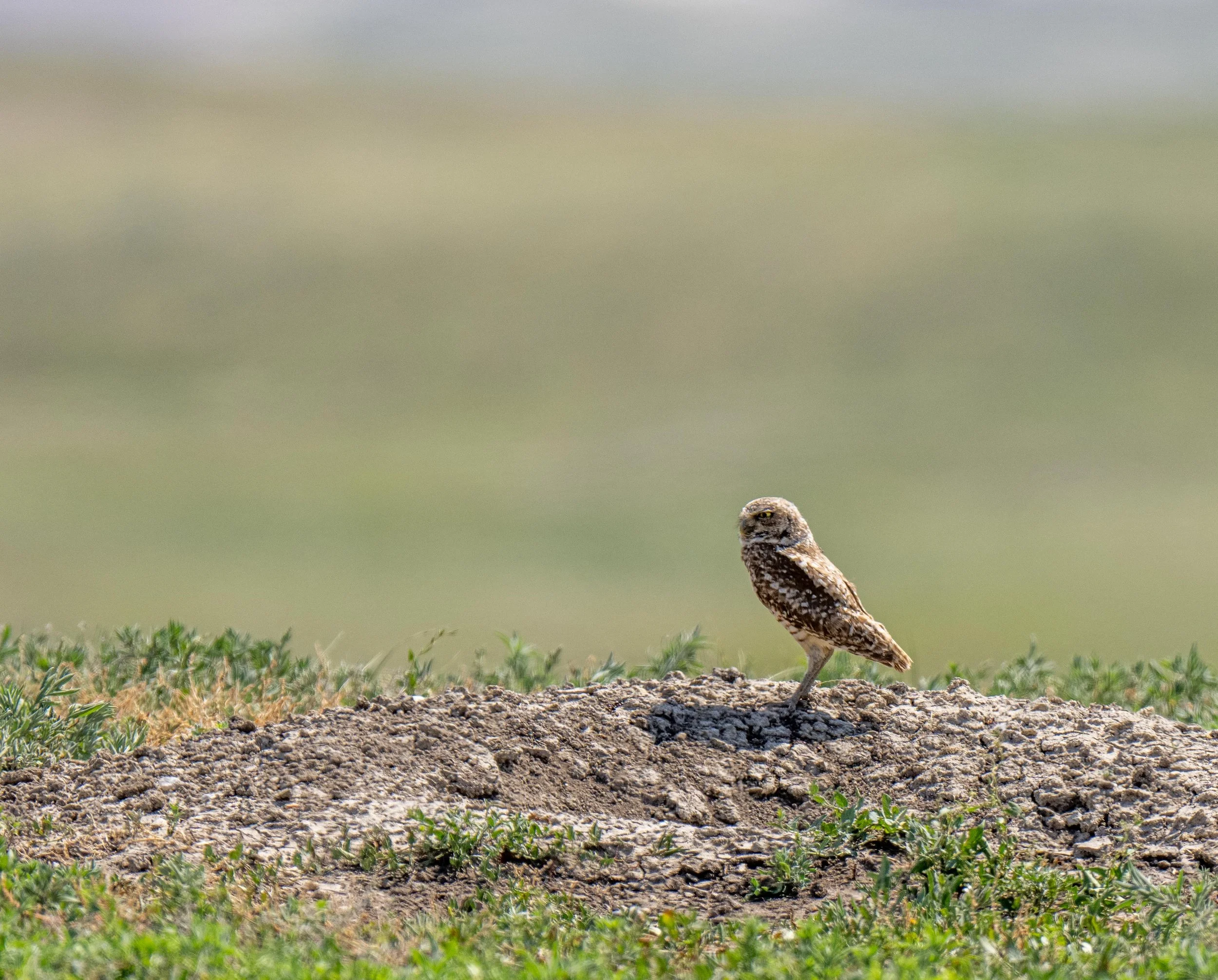 Burrowing Owl