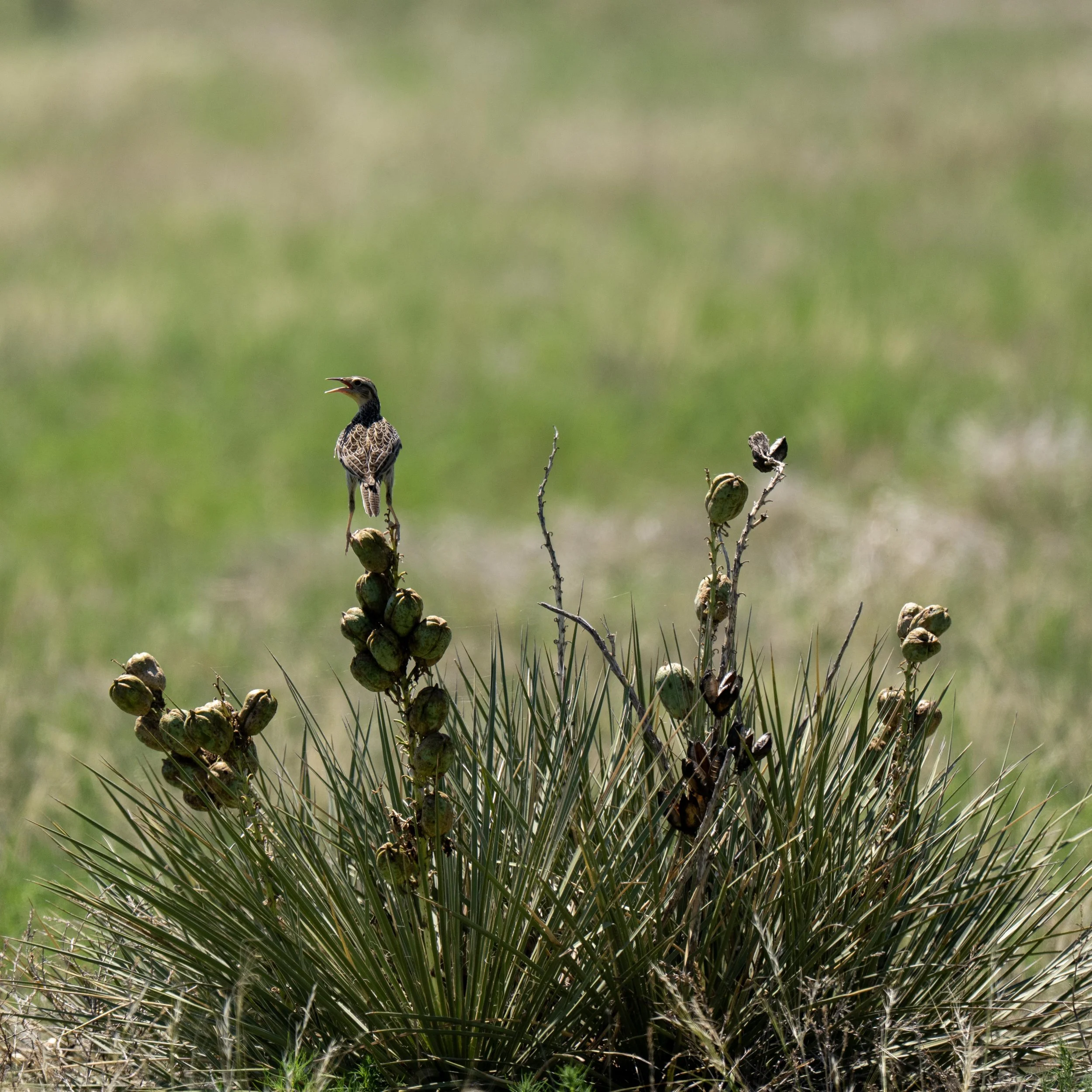 Western Meadowlark - cwh