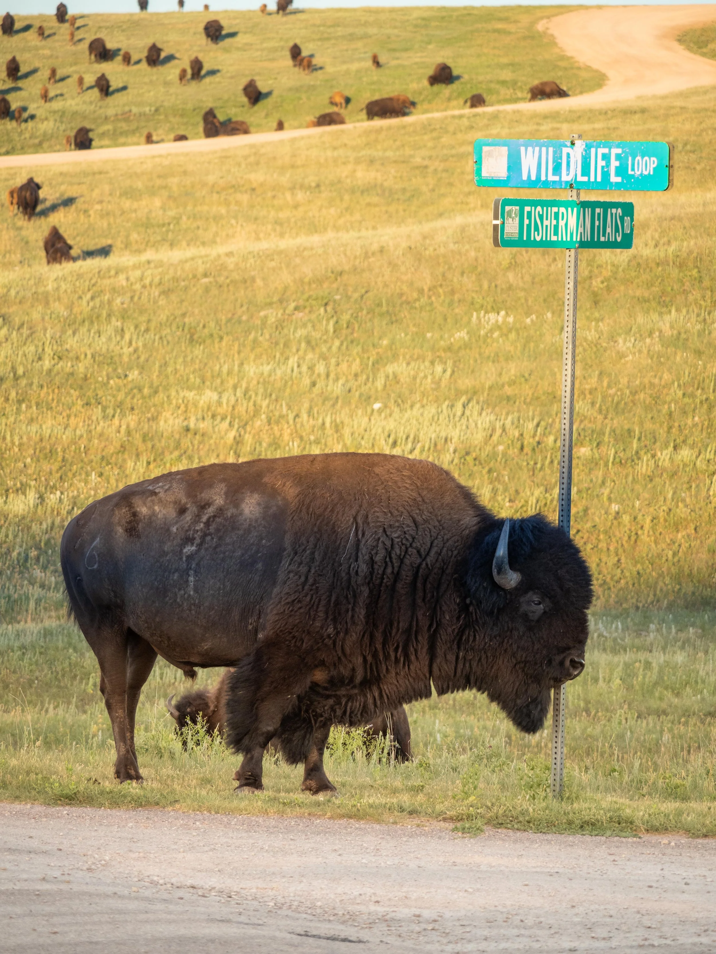 Bison