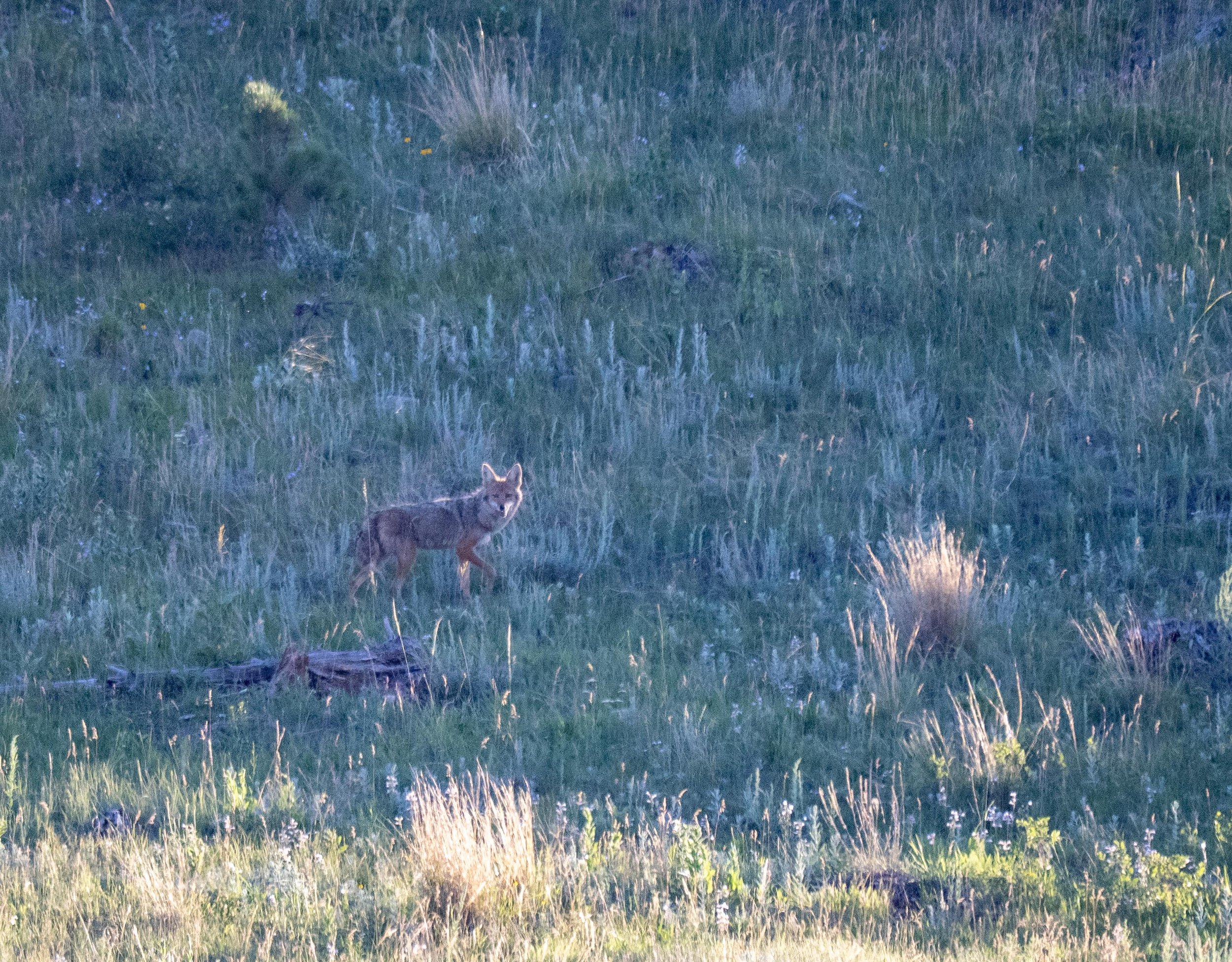 Coyote