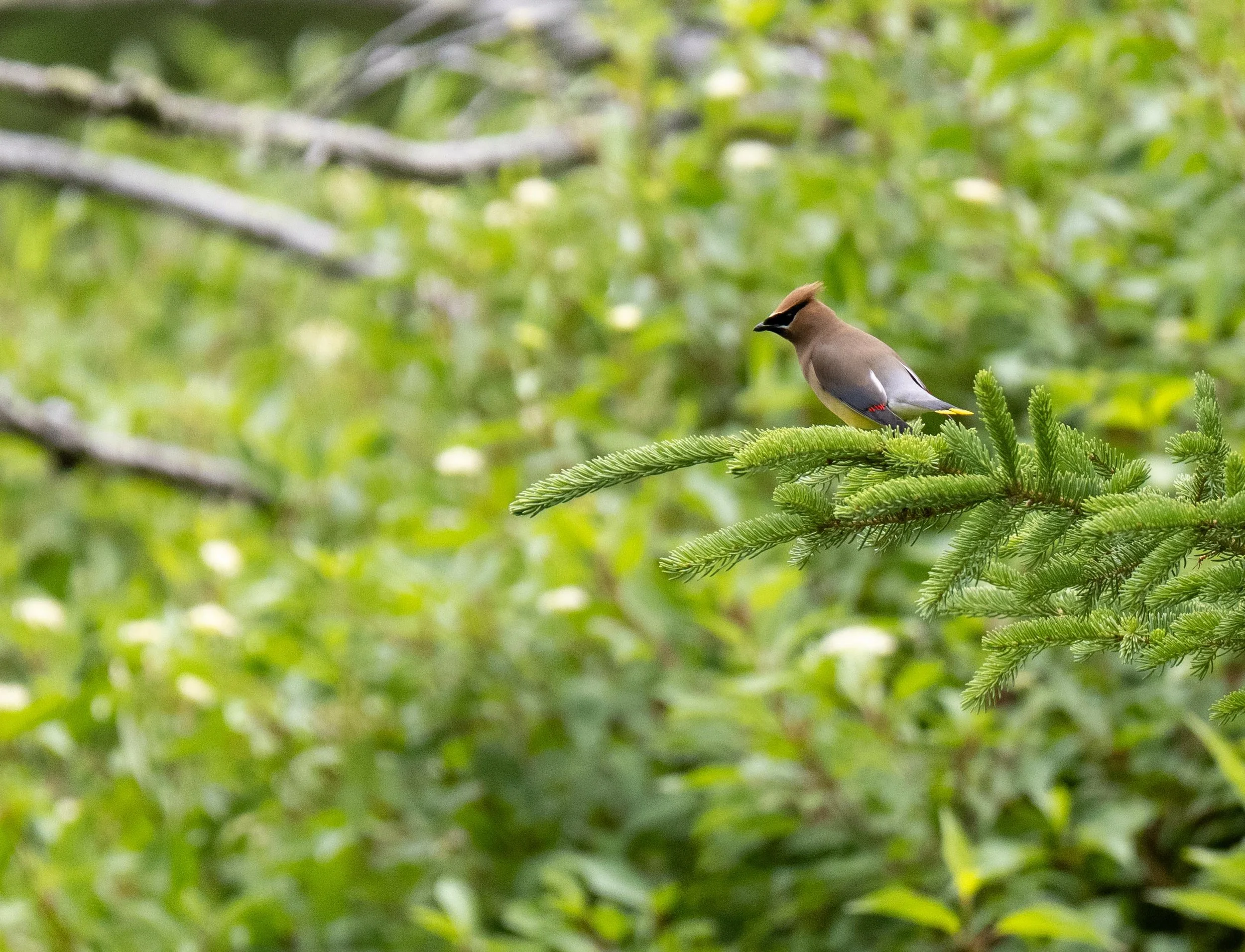 Cedar Waxwing