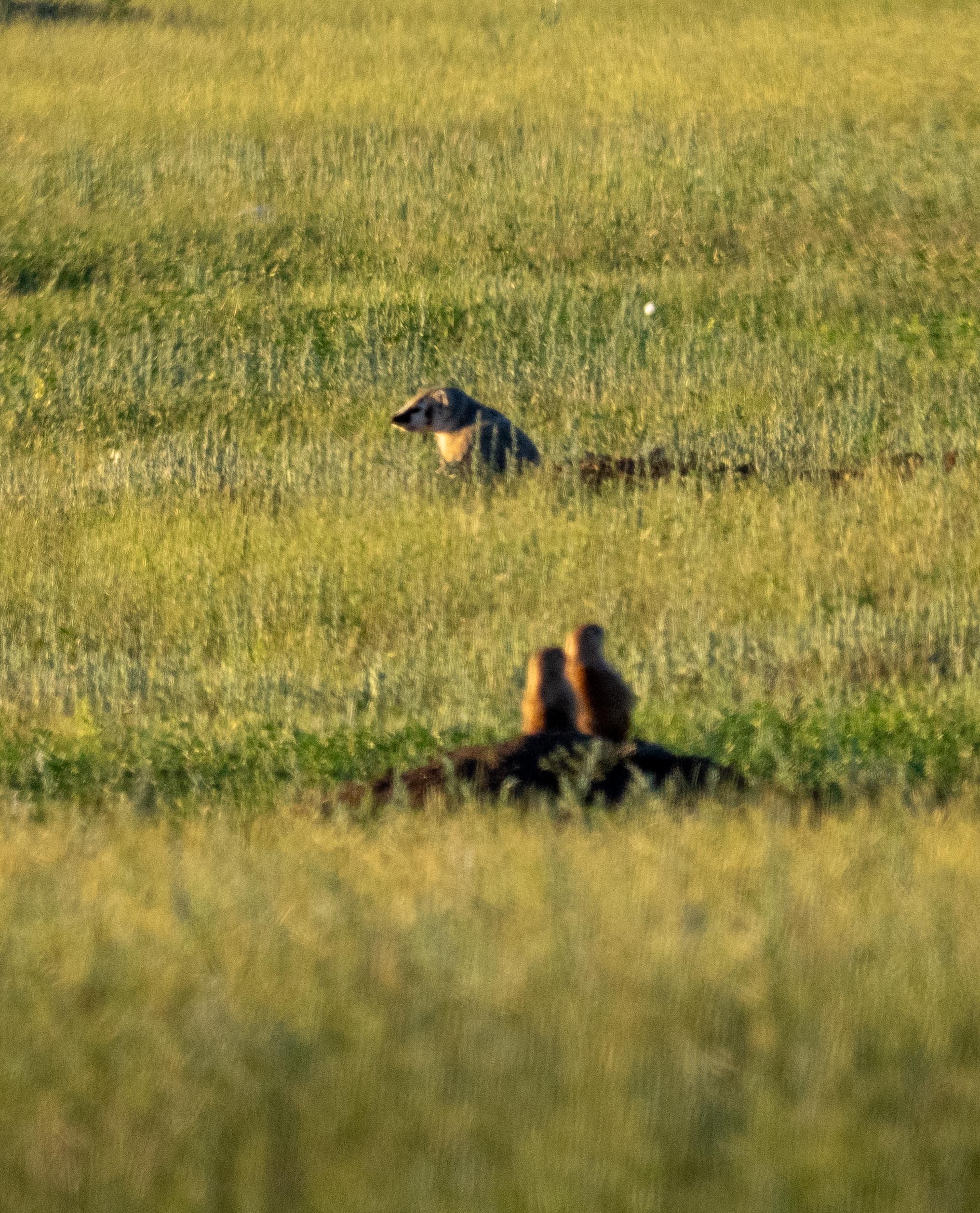 Badger and Prarie Dogs