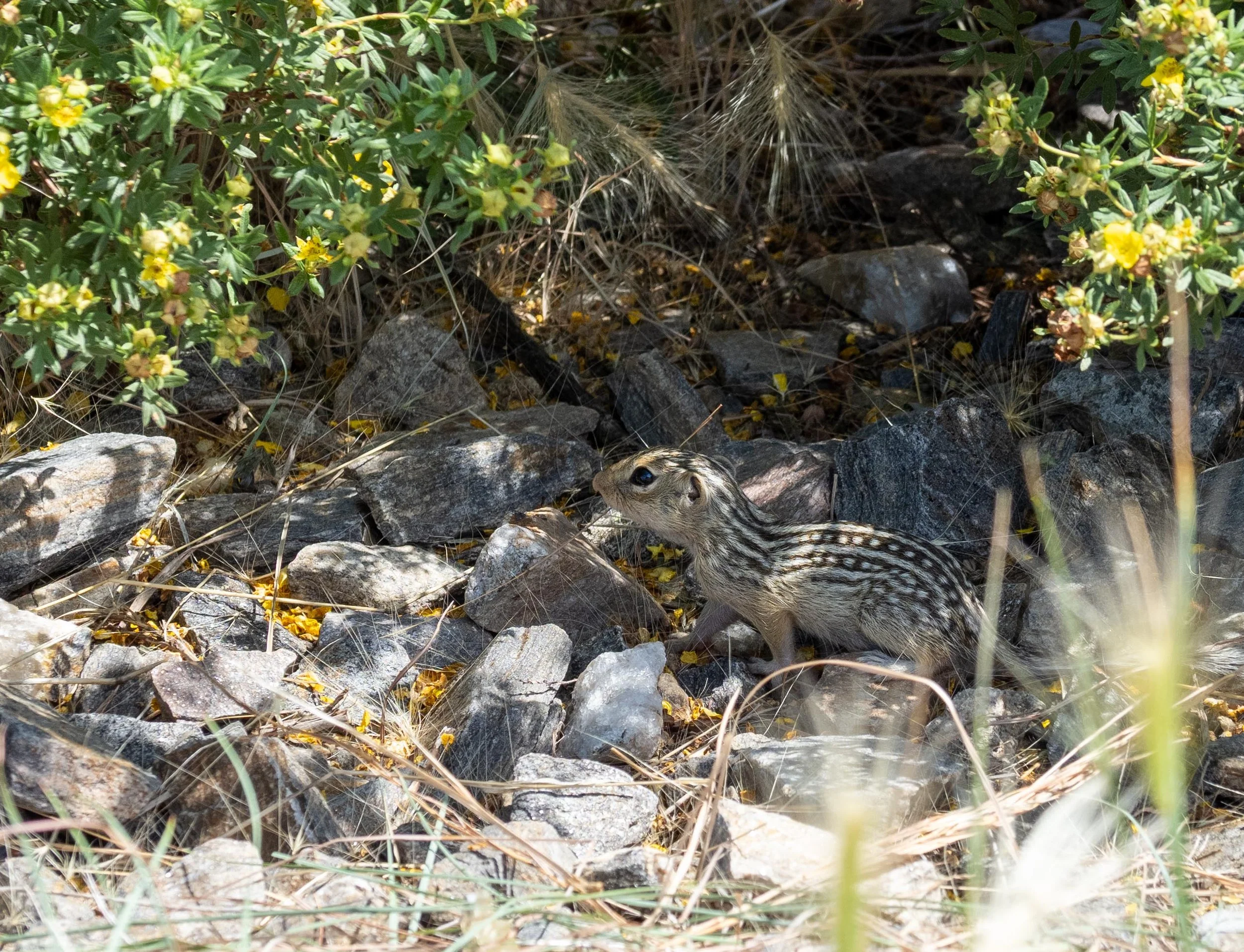 Thirteen-lined Ground Squirrel