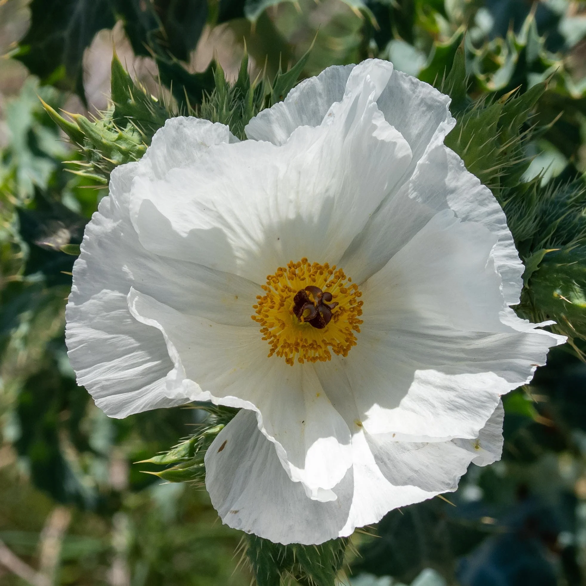 Prickly Poppy - seh