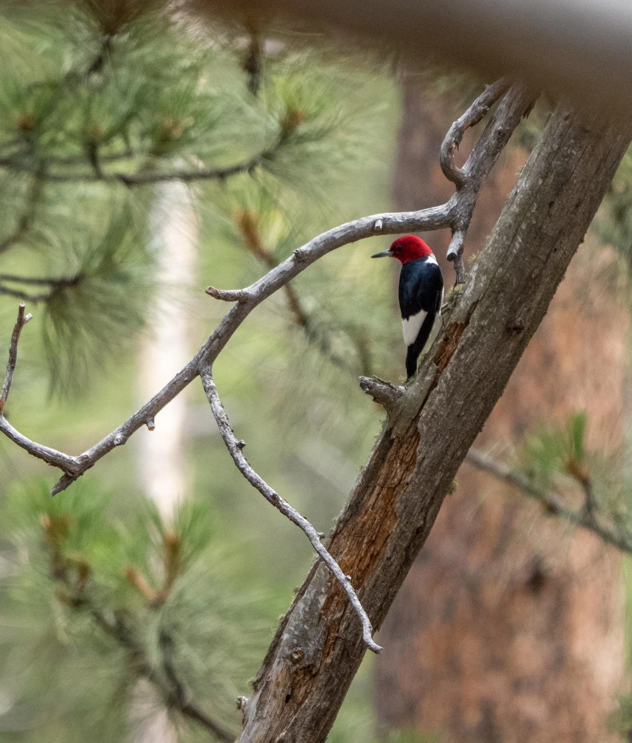 Red-headed Woodpecker