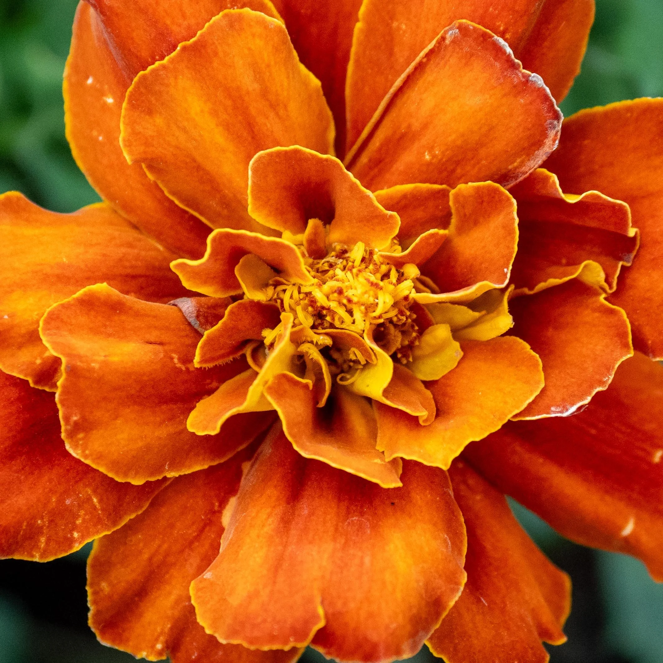 Marigold