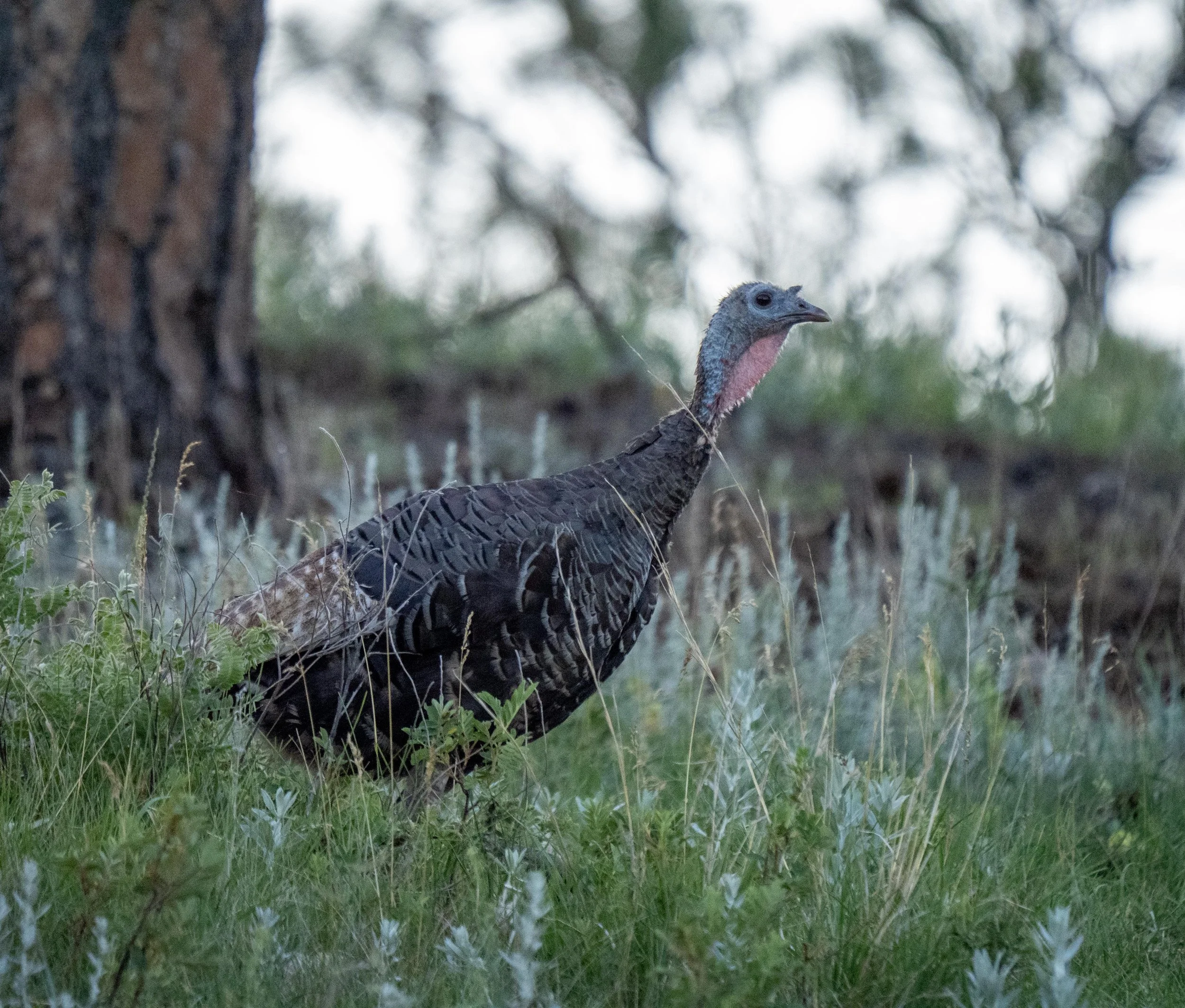 Turkey