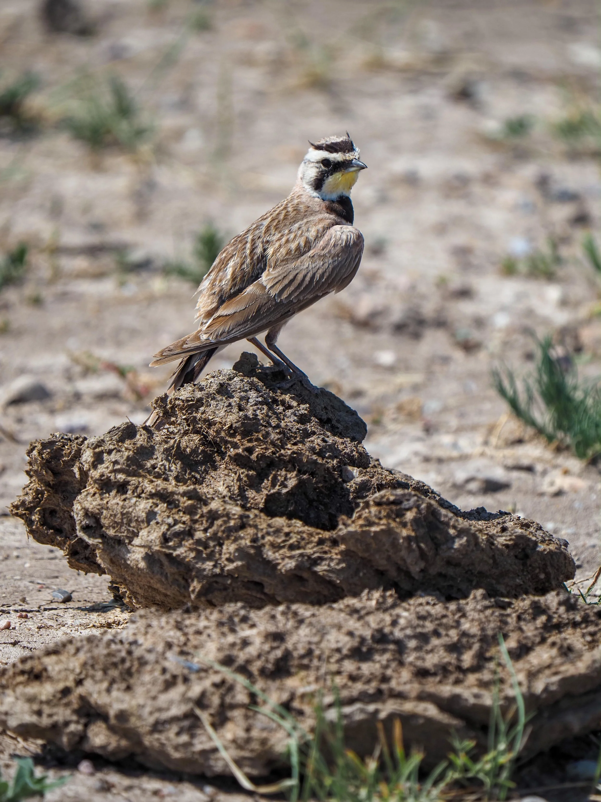 Horned Lark