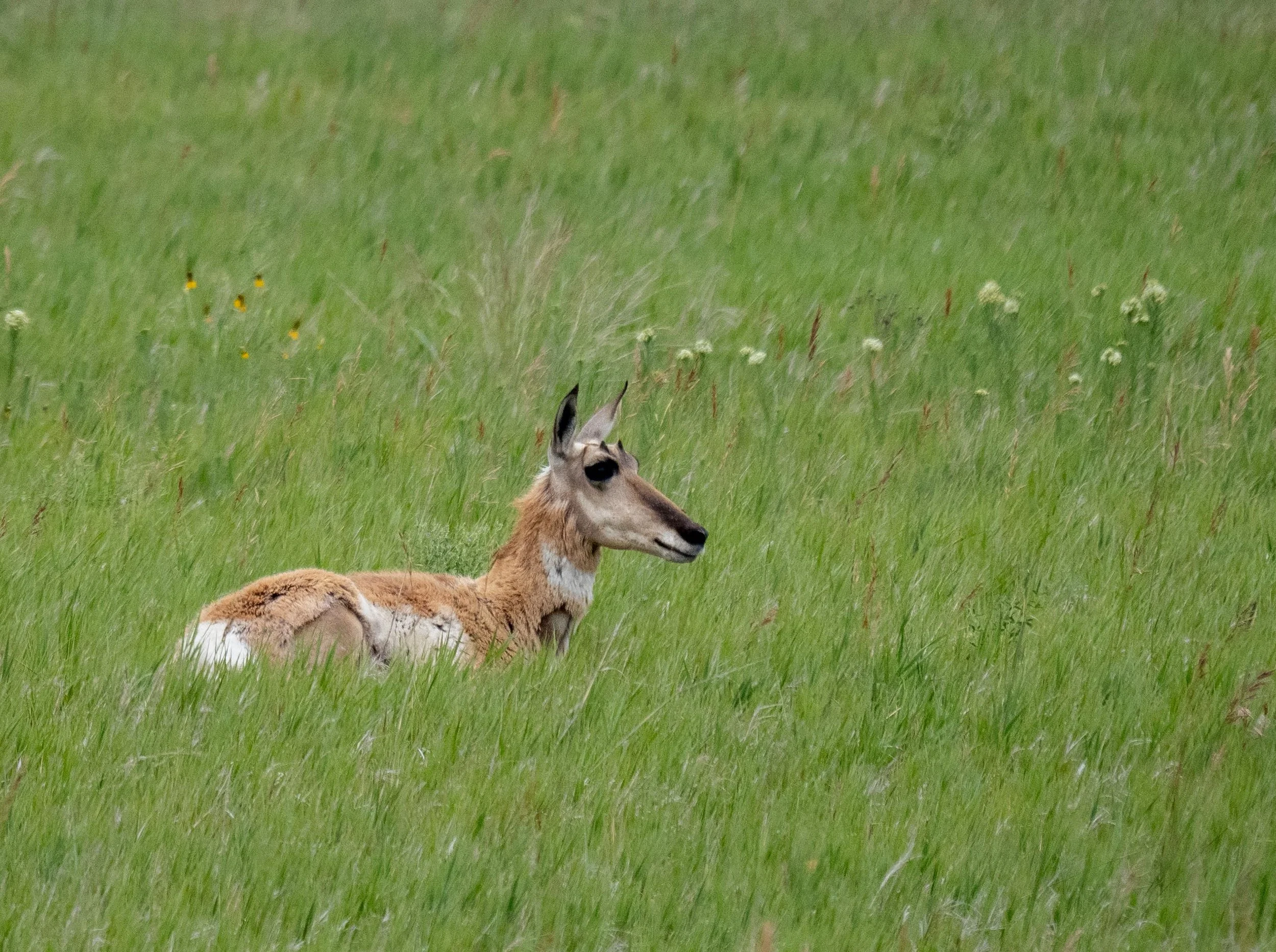 Pronghorn