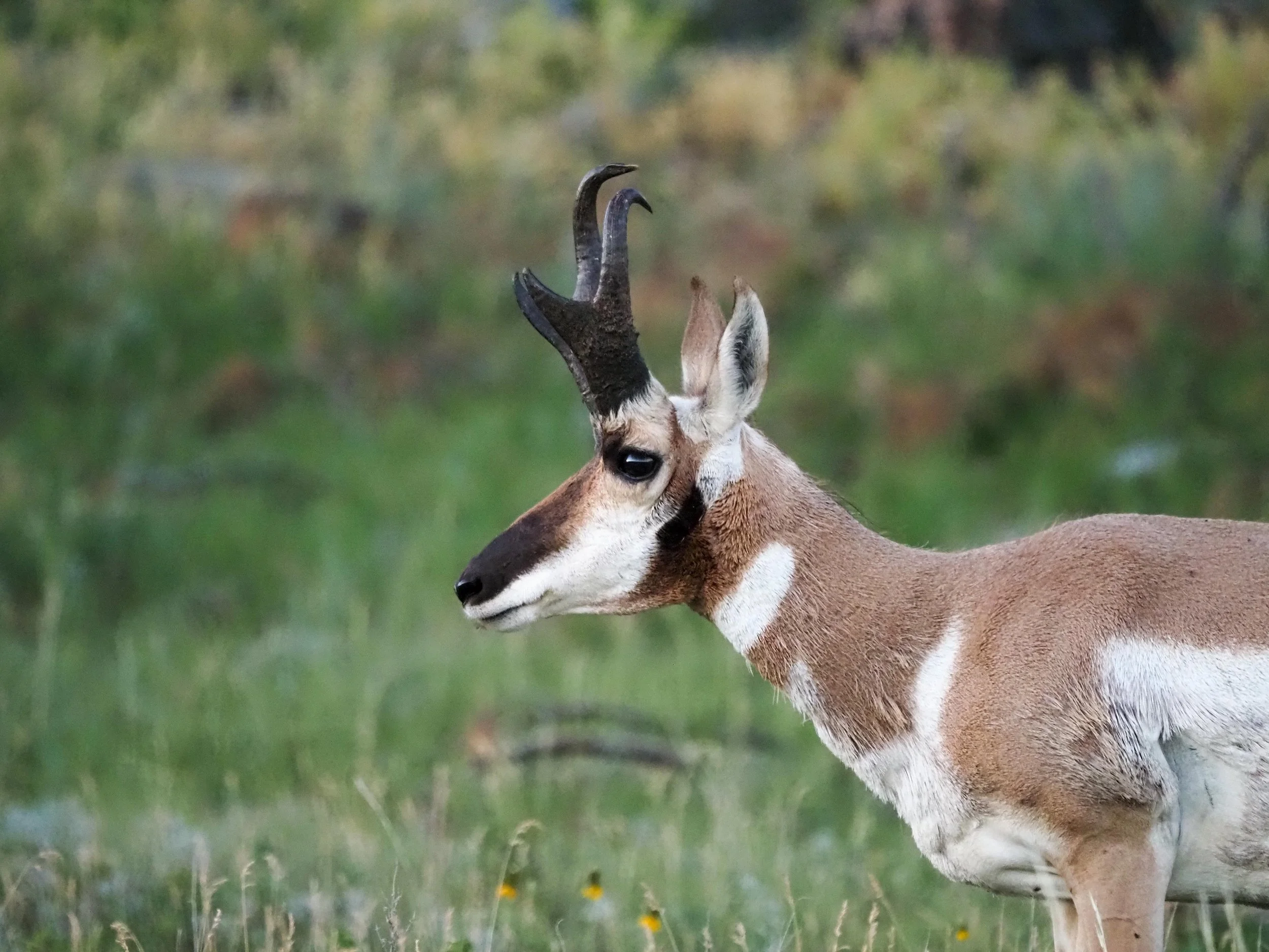 Pronghorn