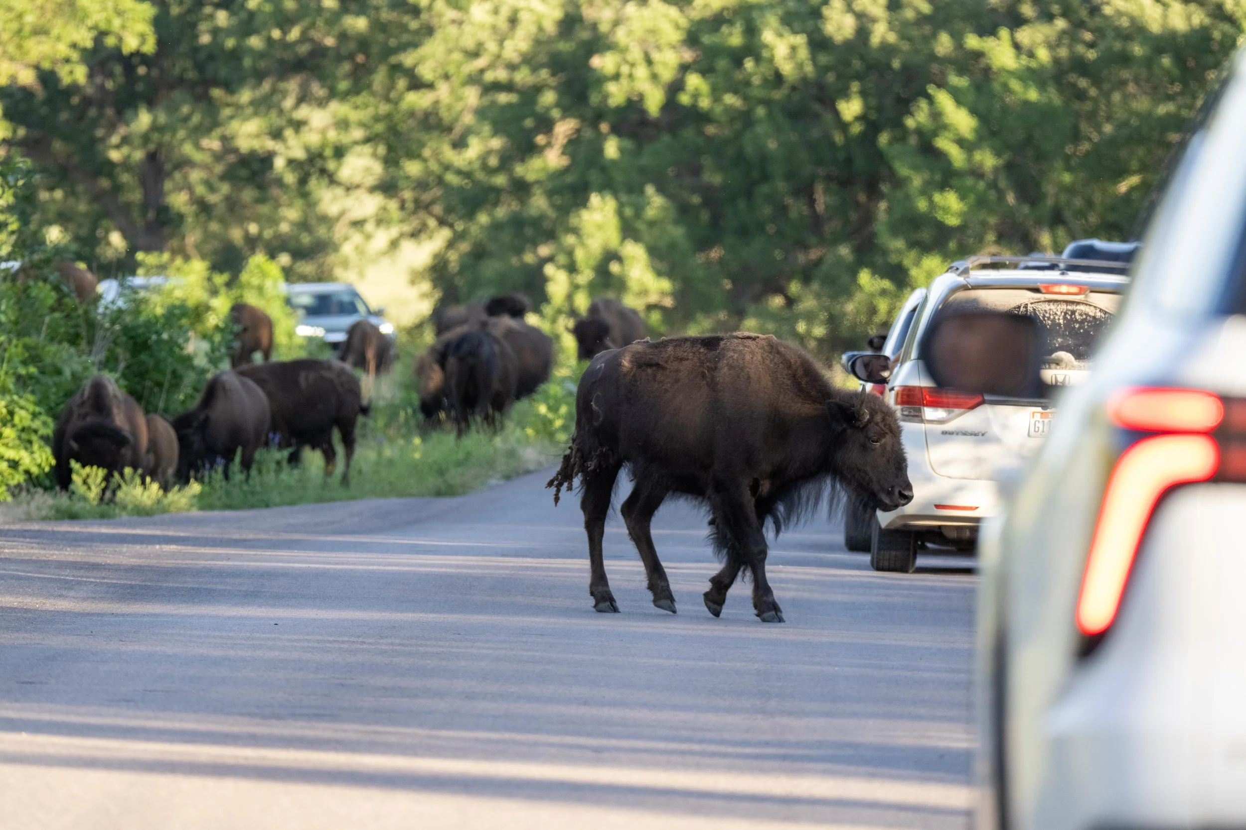 Bison jam