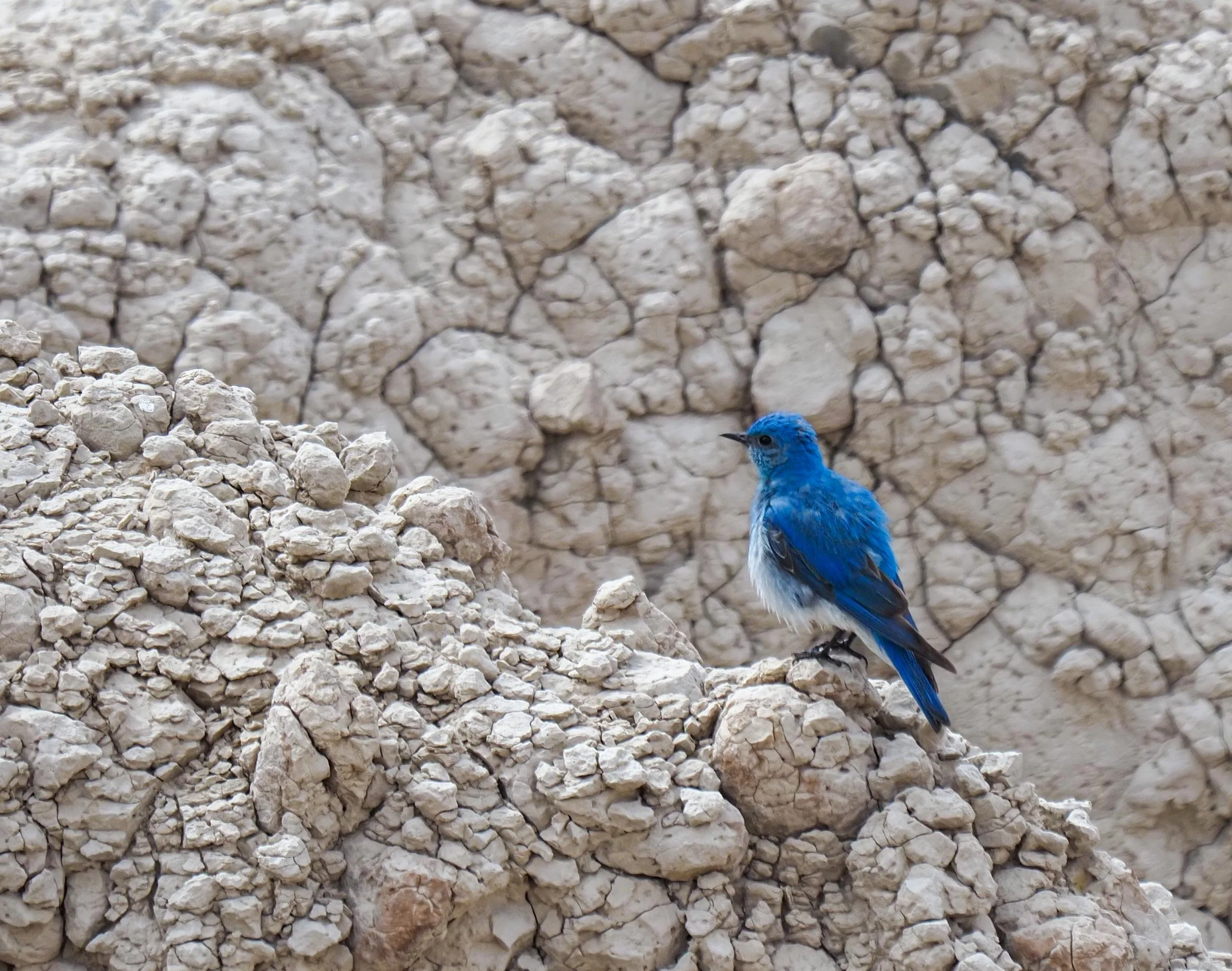 Mountain Bluebird