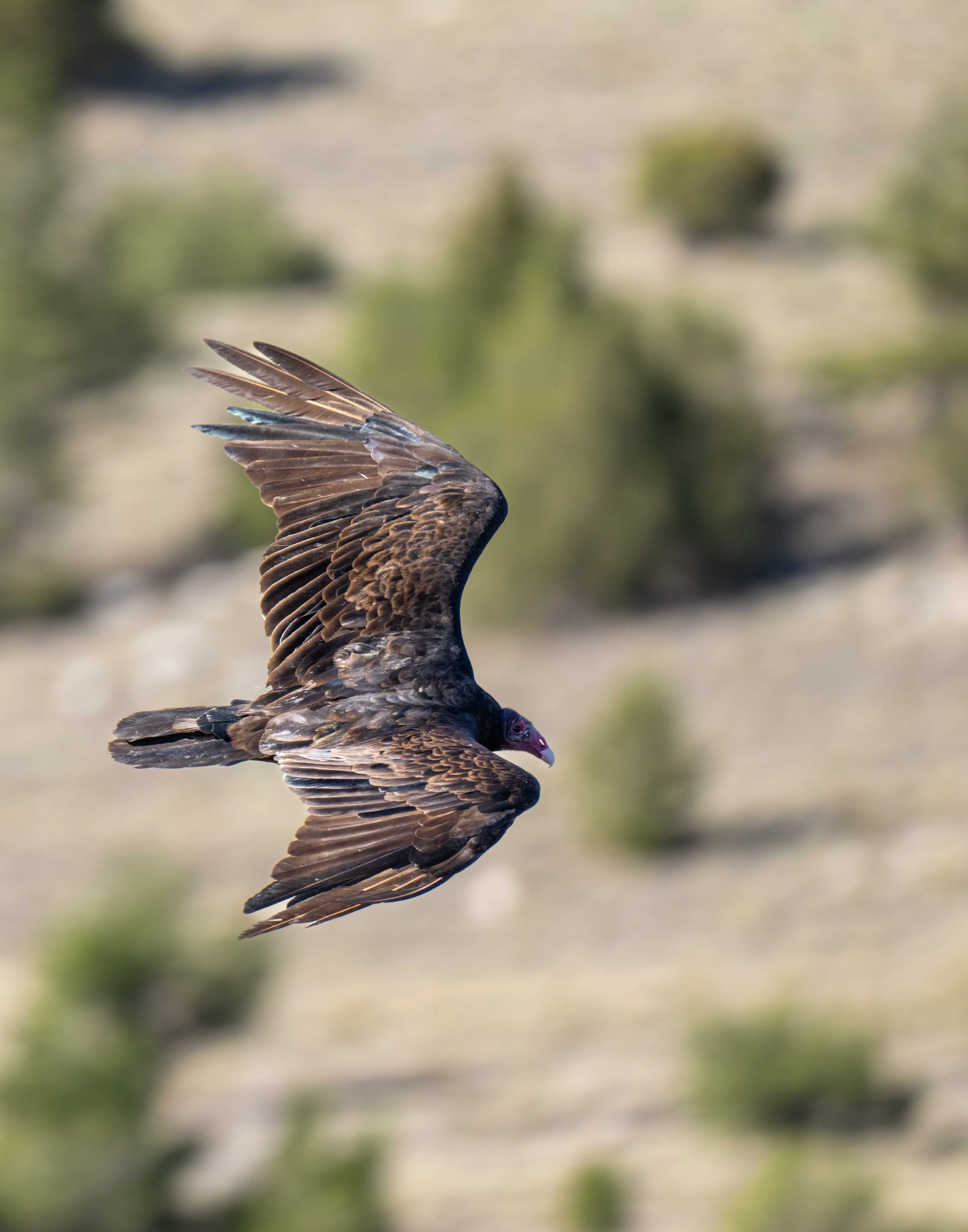 Turkey Vulture