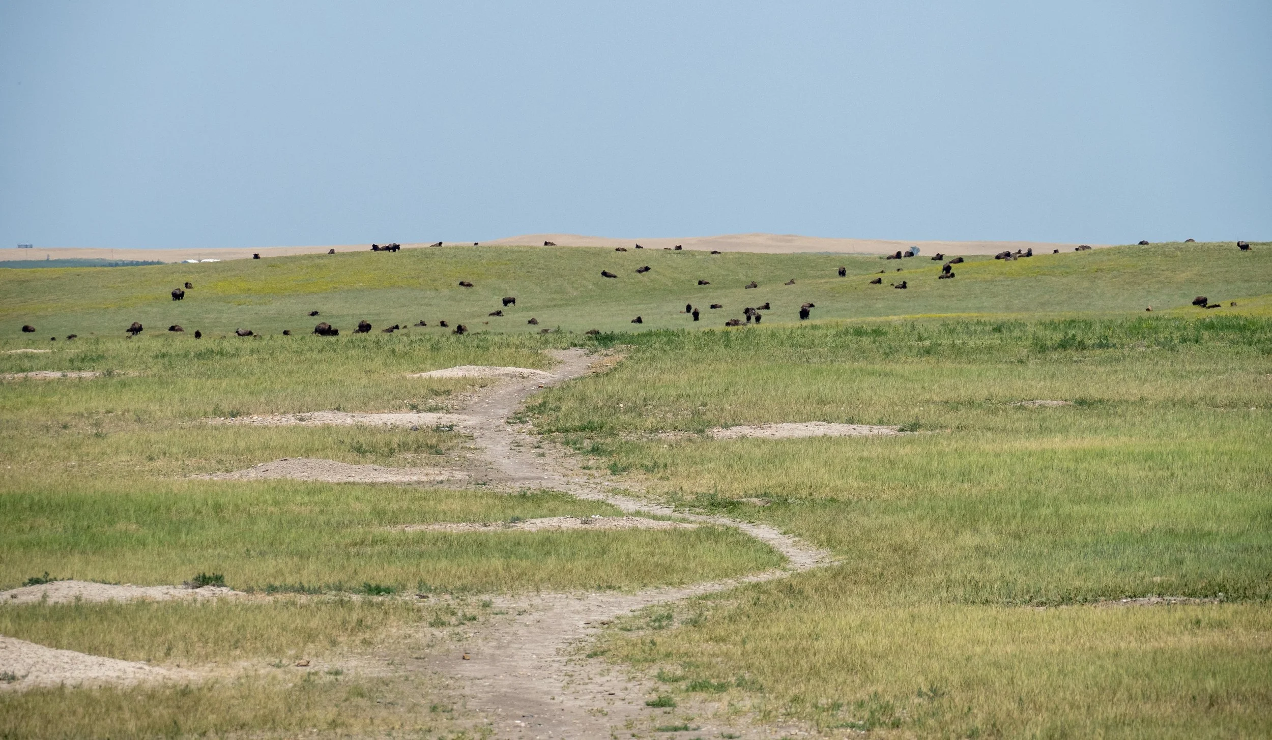 Bison Herd