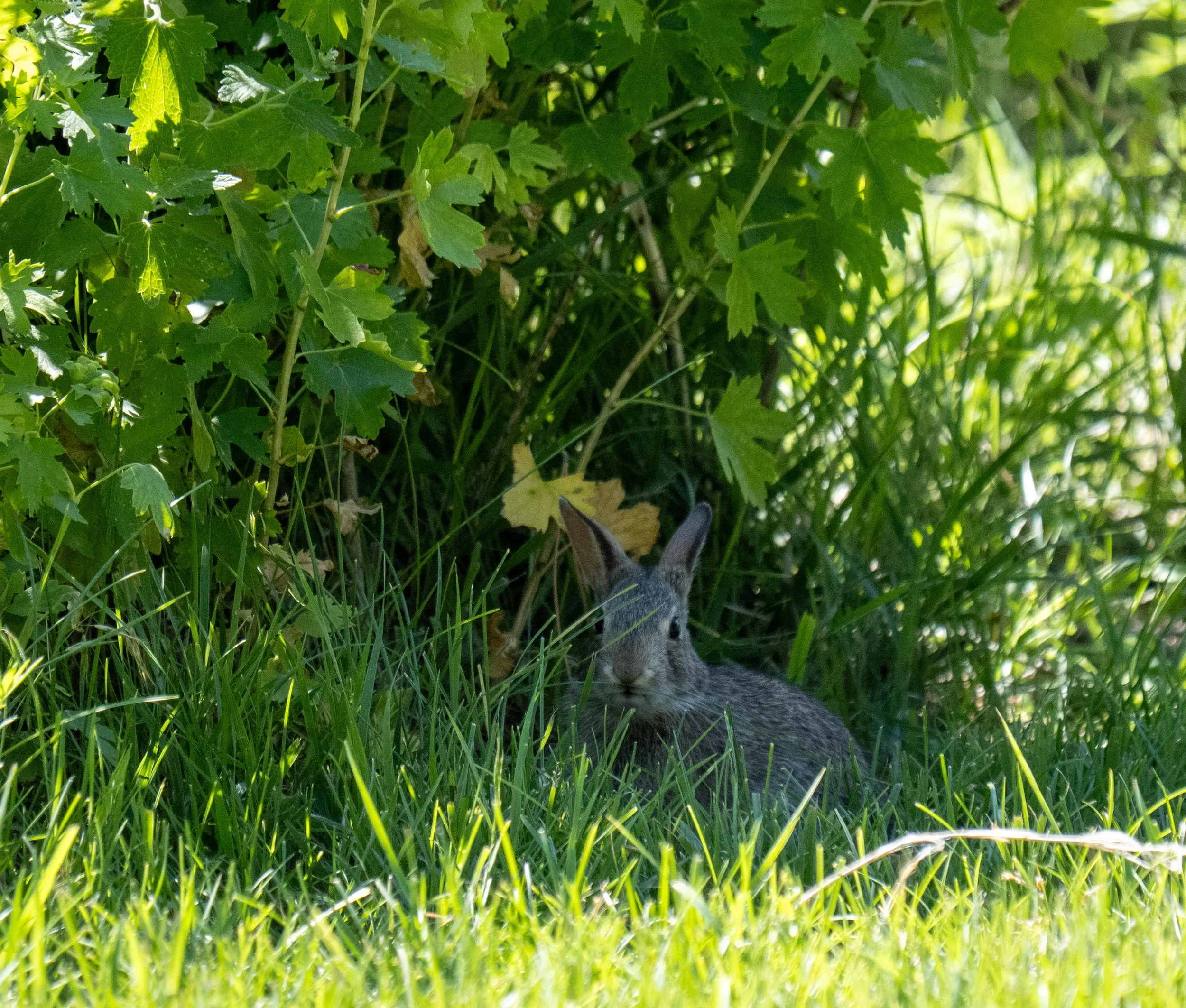 Desert Cottontail - seh