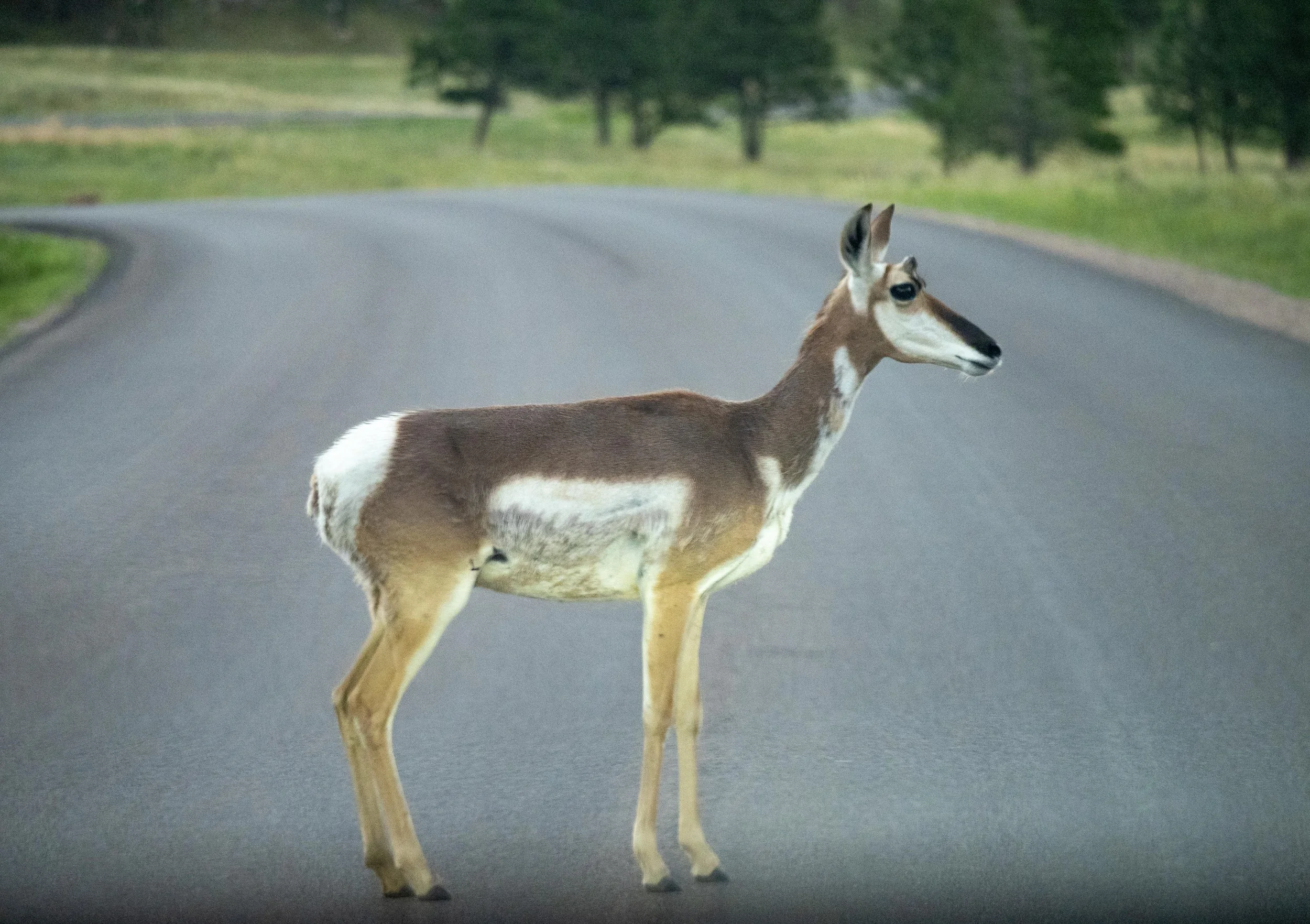 Pronghorn blocking the road