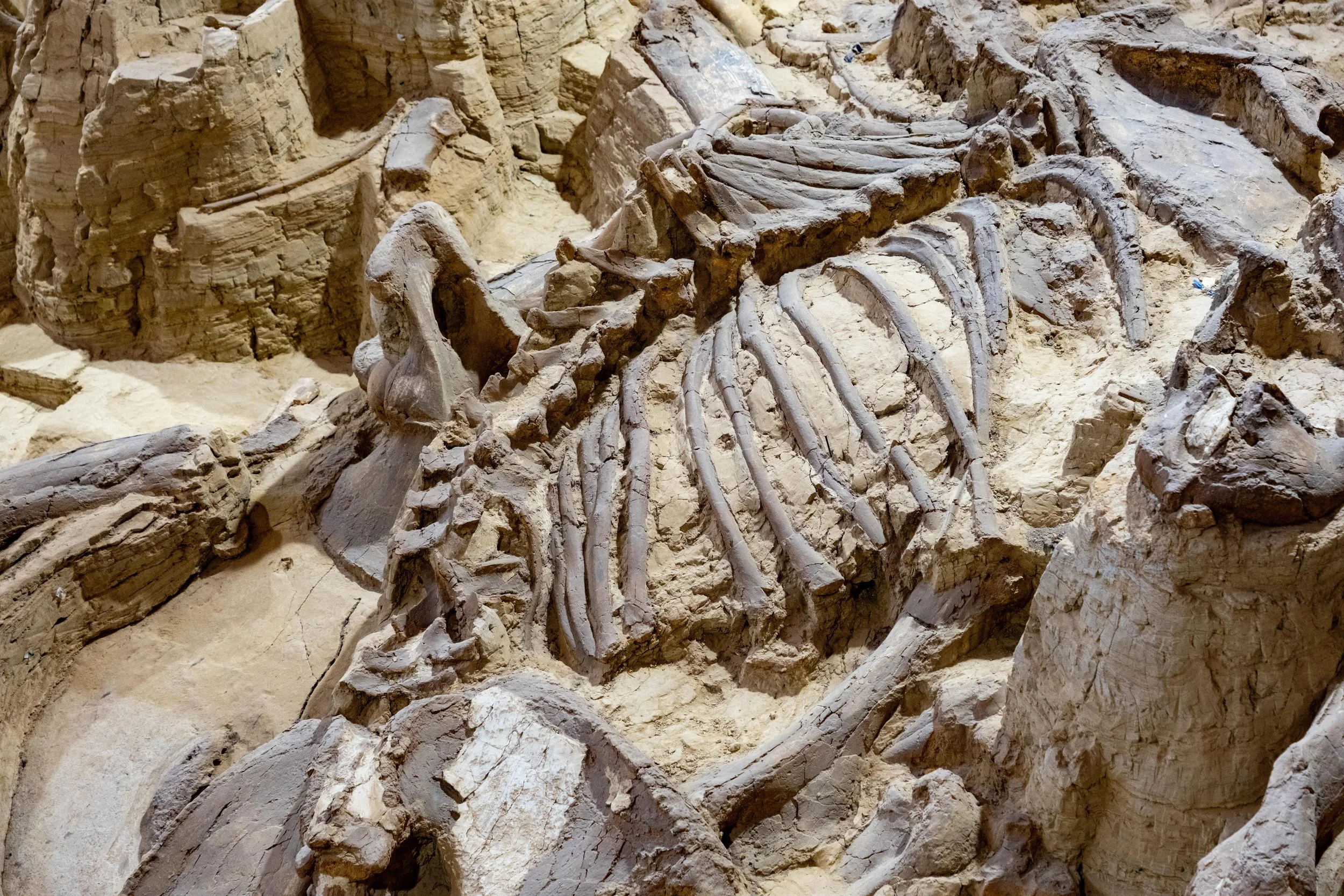 Mammoth SIte