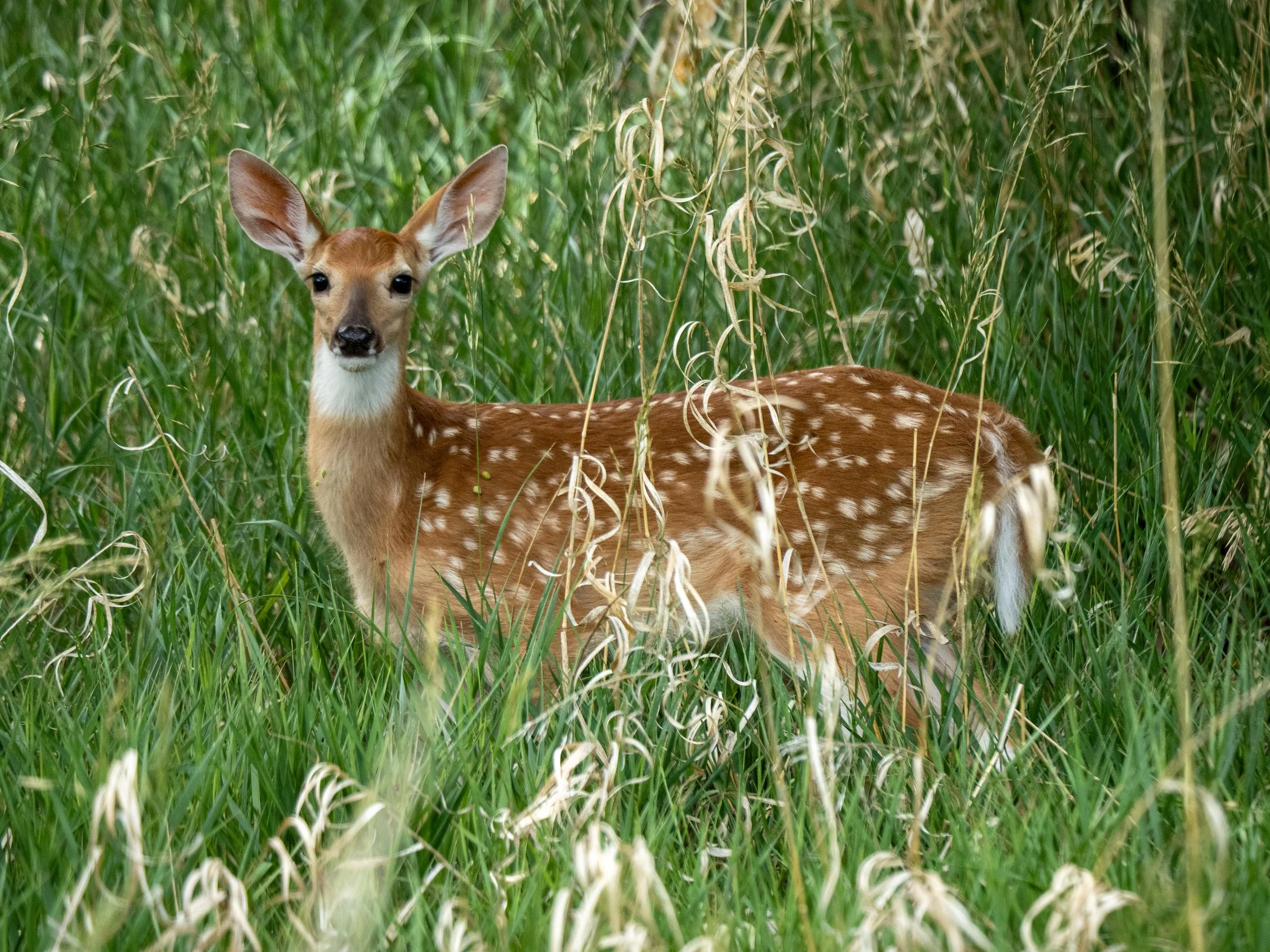 Deer