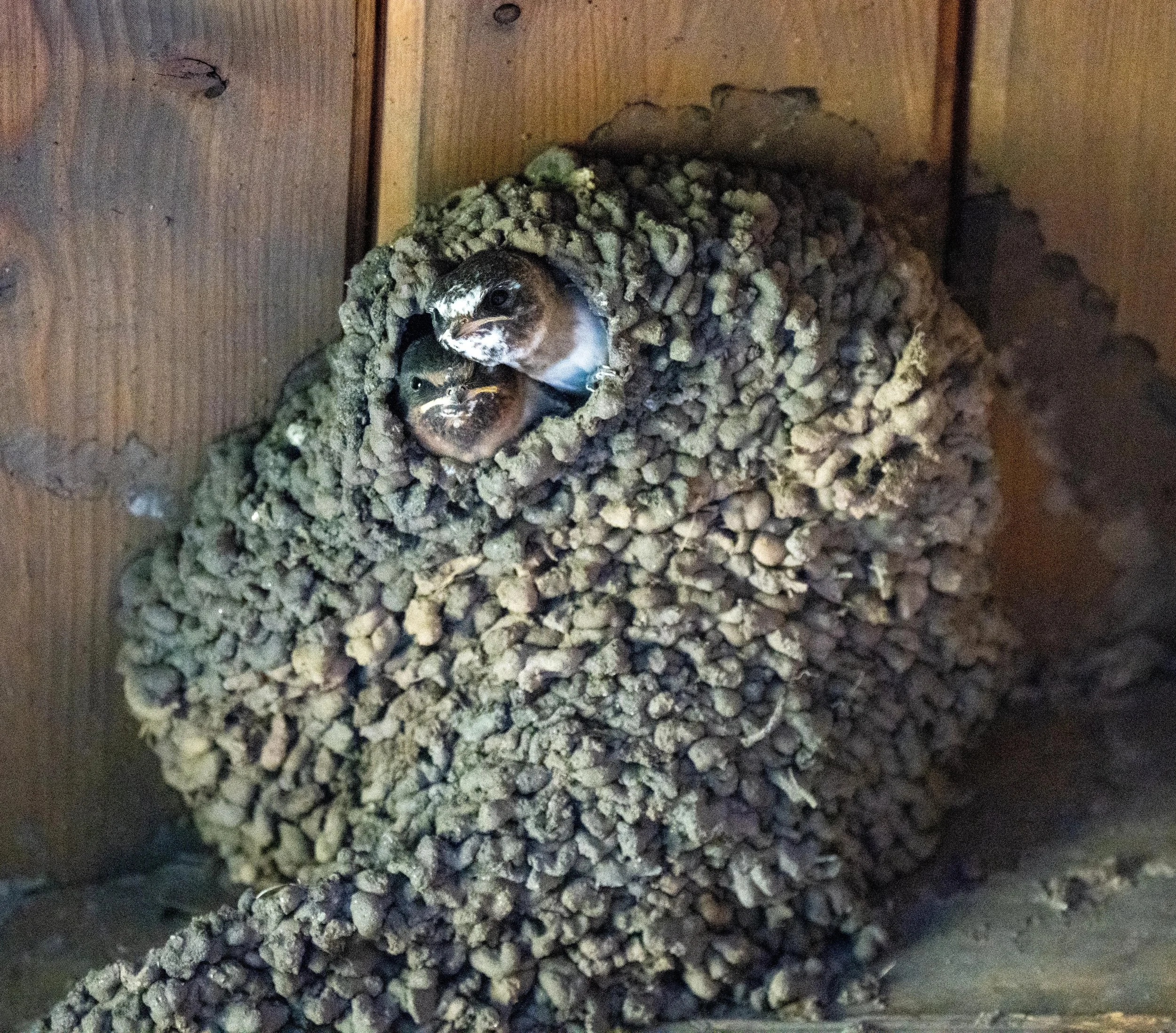 Cliff Swallows