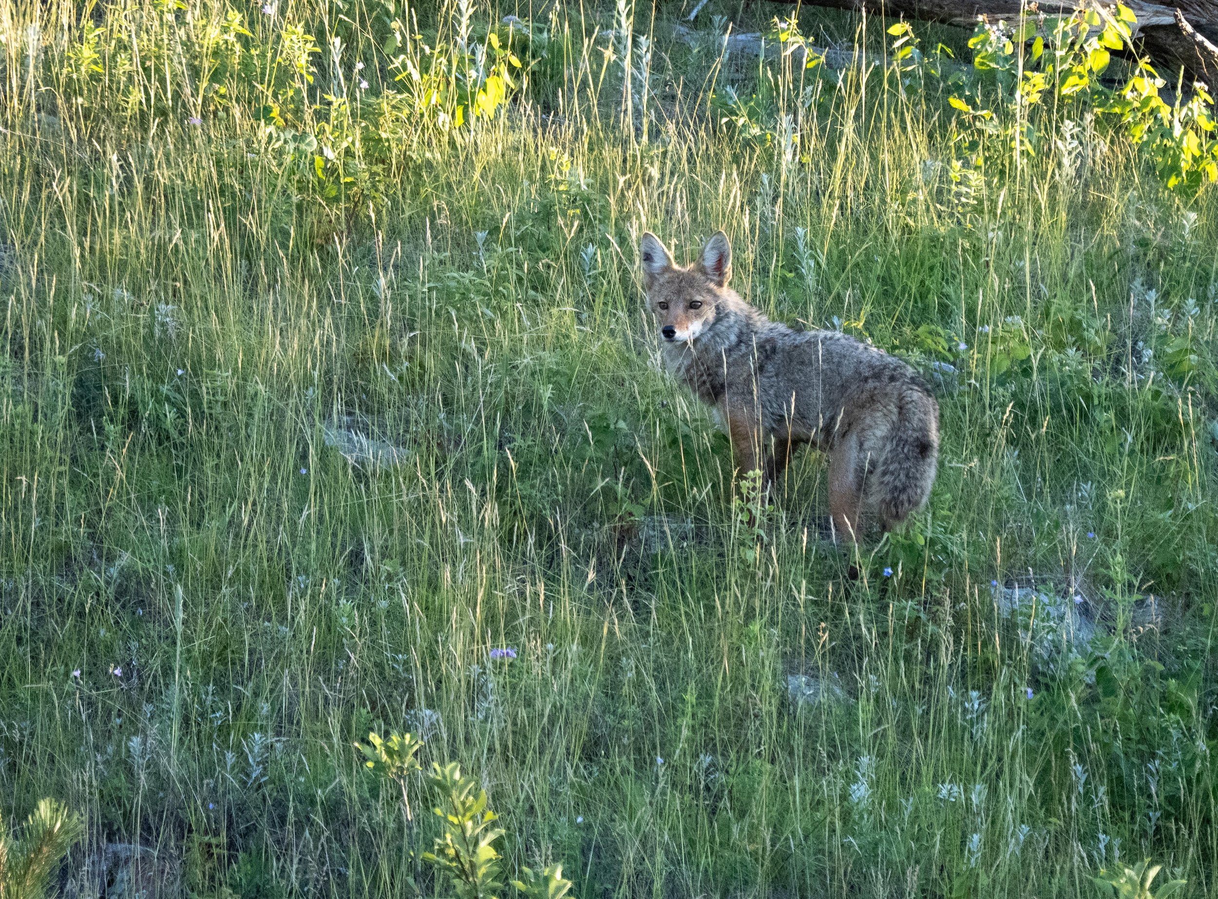 Coyote