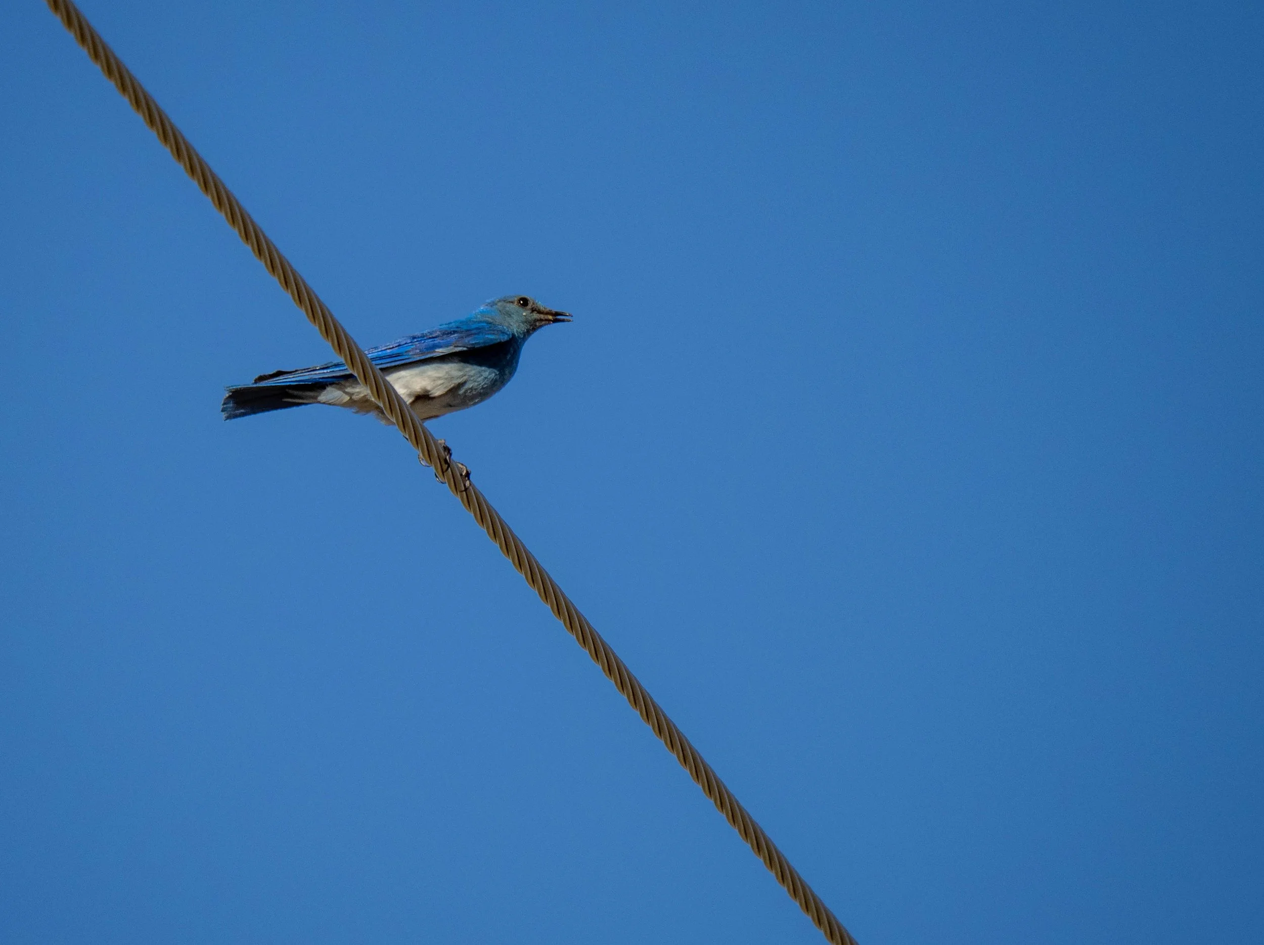 Mountain Bluebird