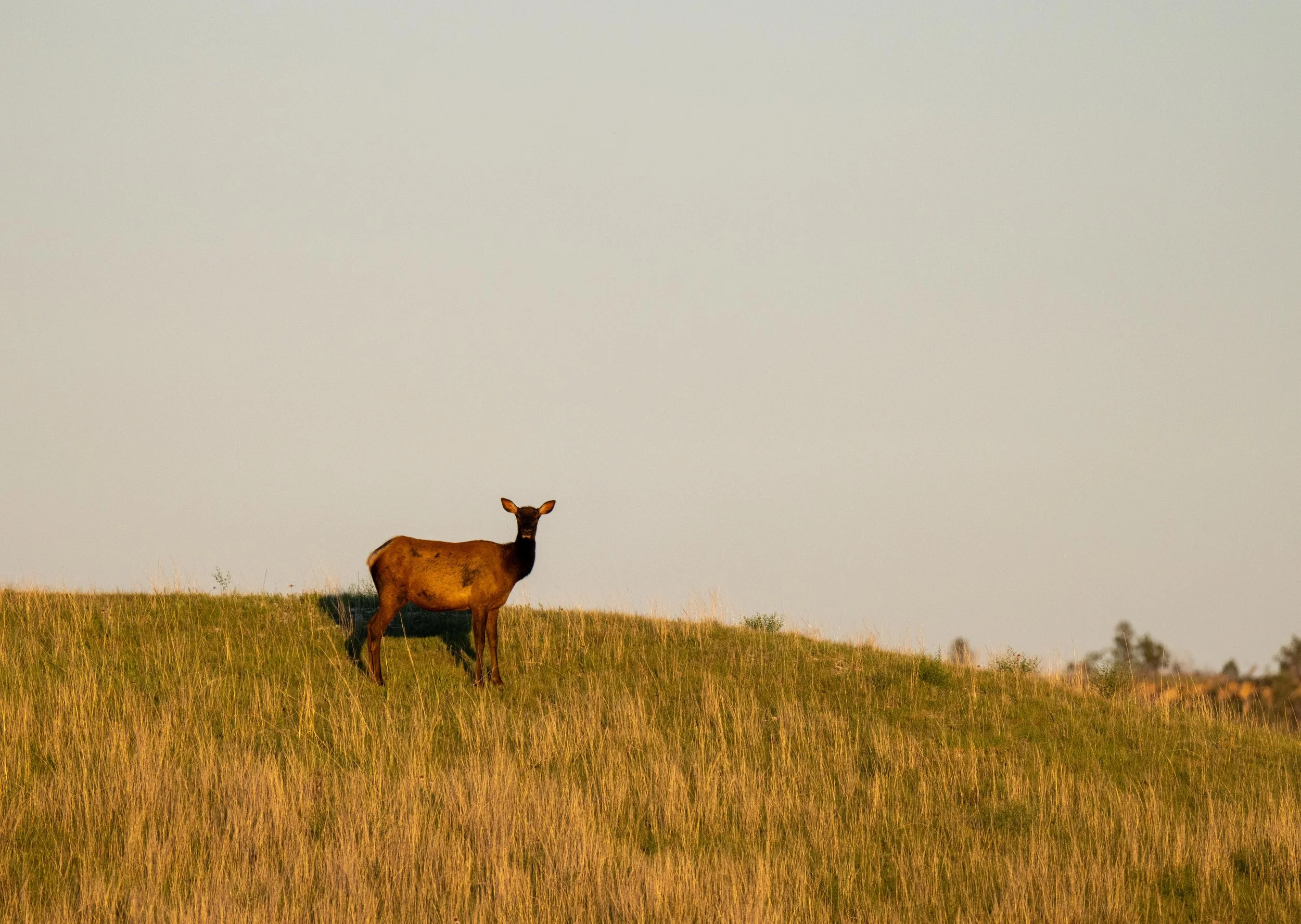 Elk