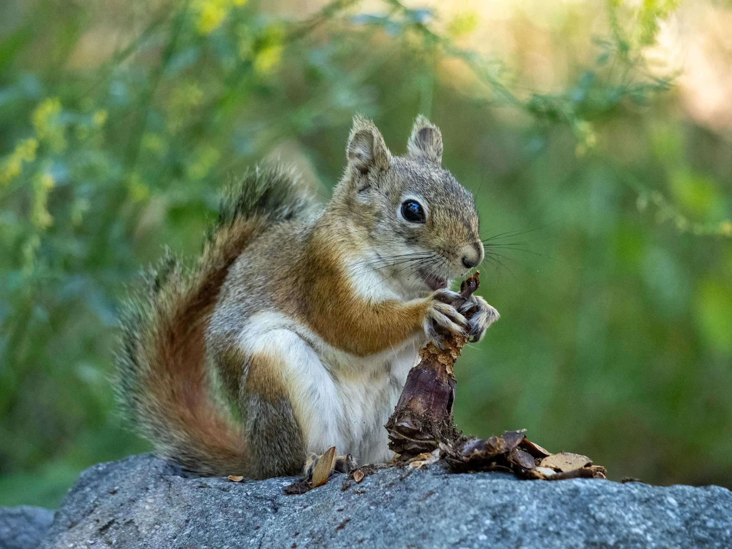 Squirrel