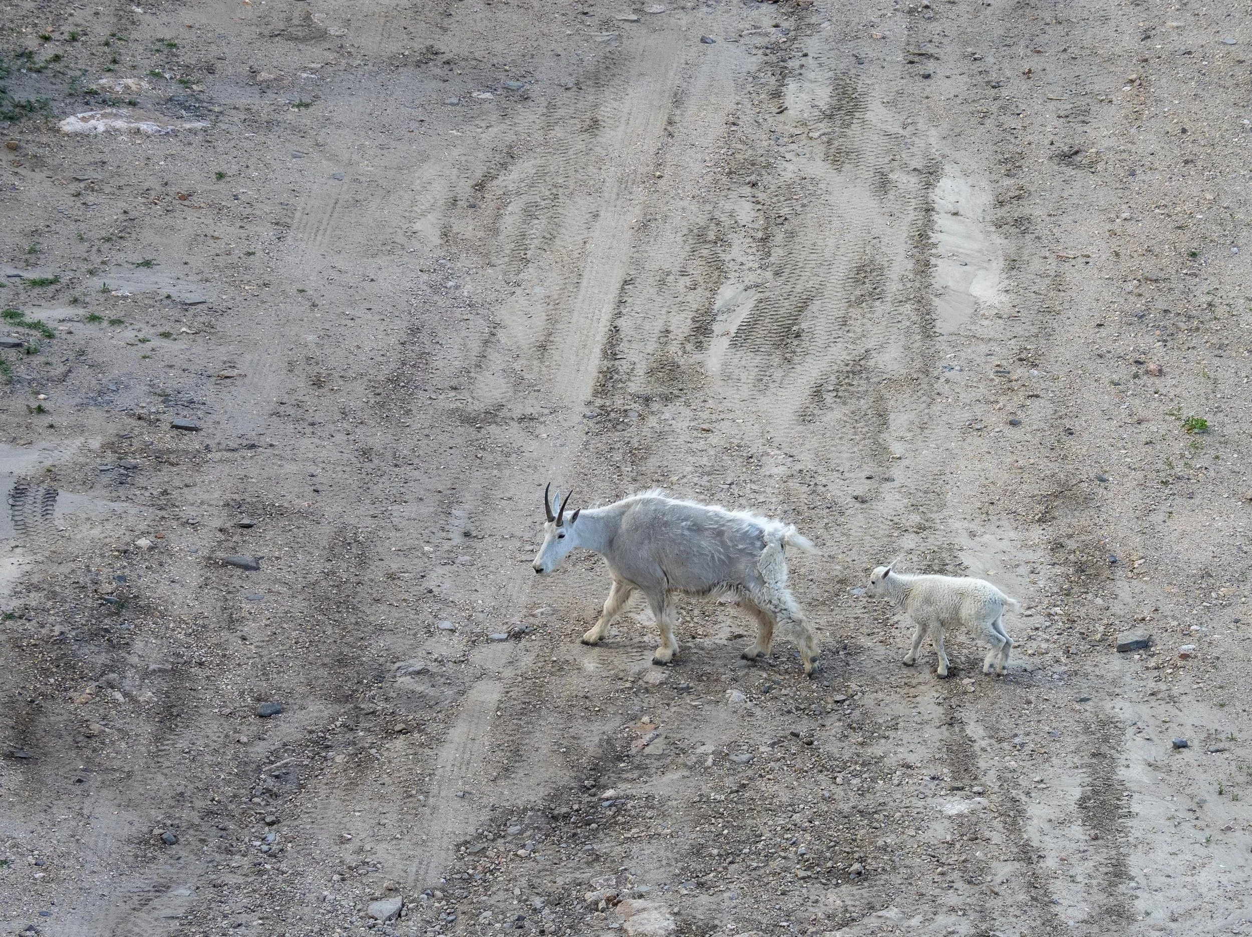 Mountain goat
