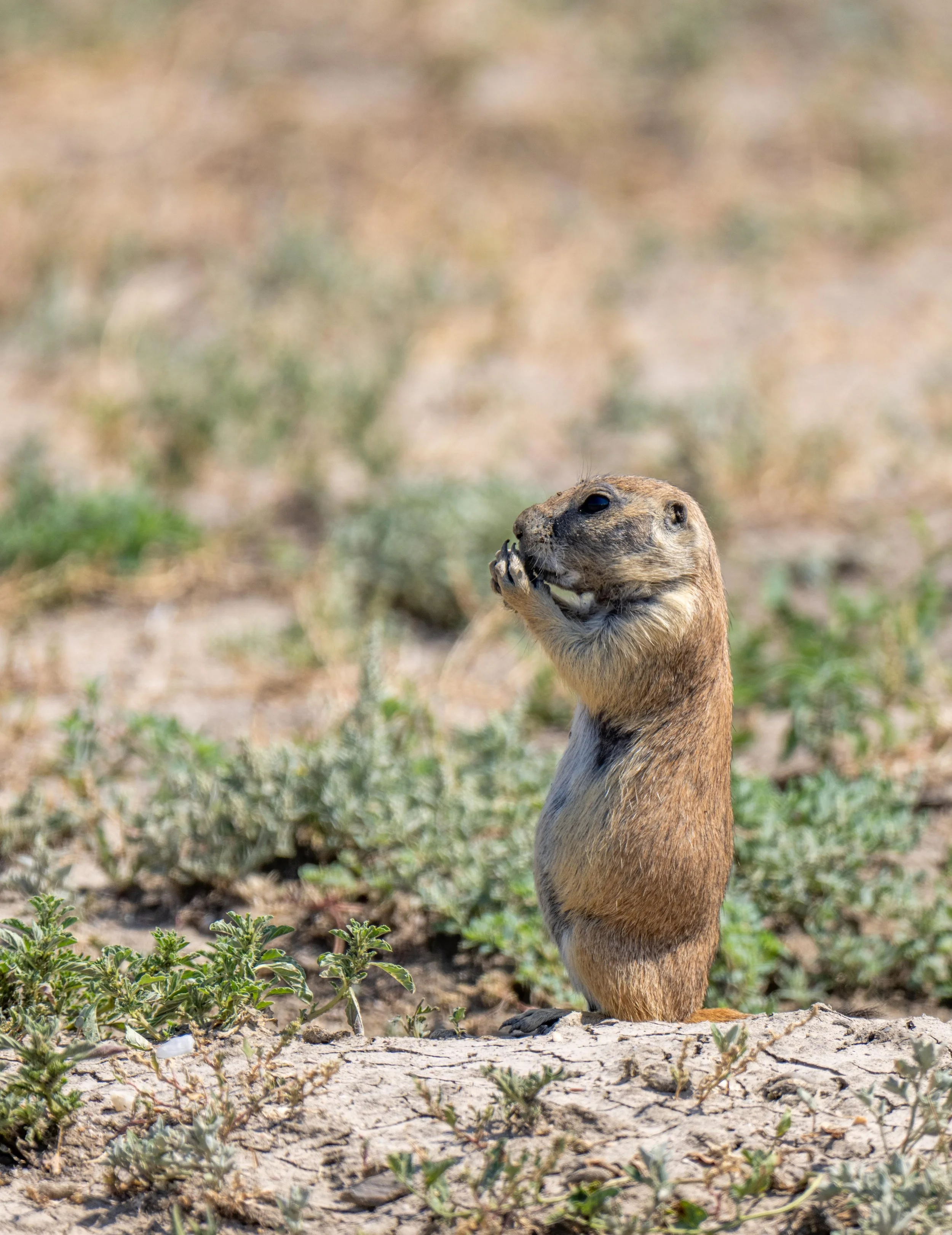 Prarie Dog
