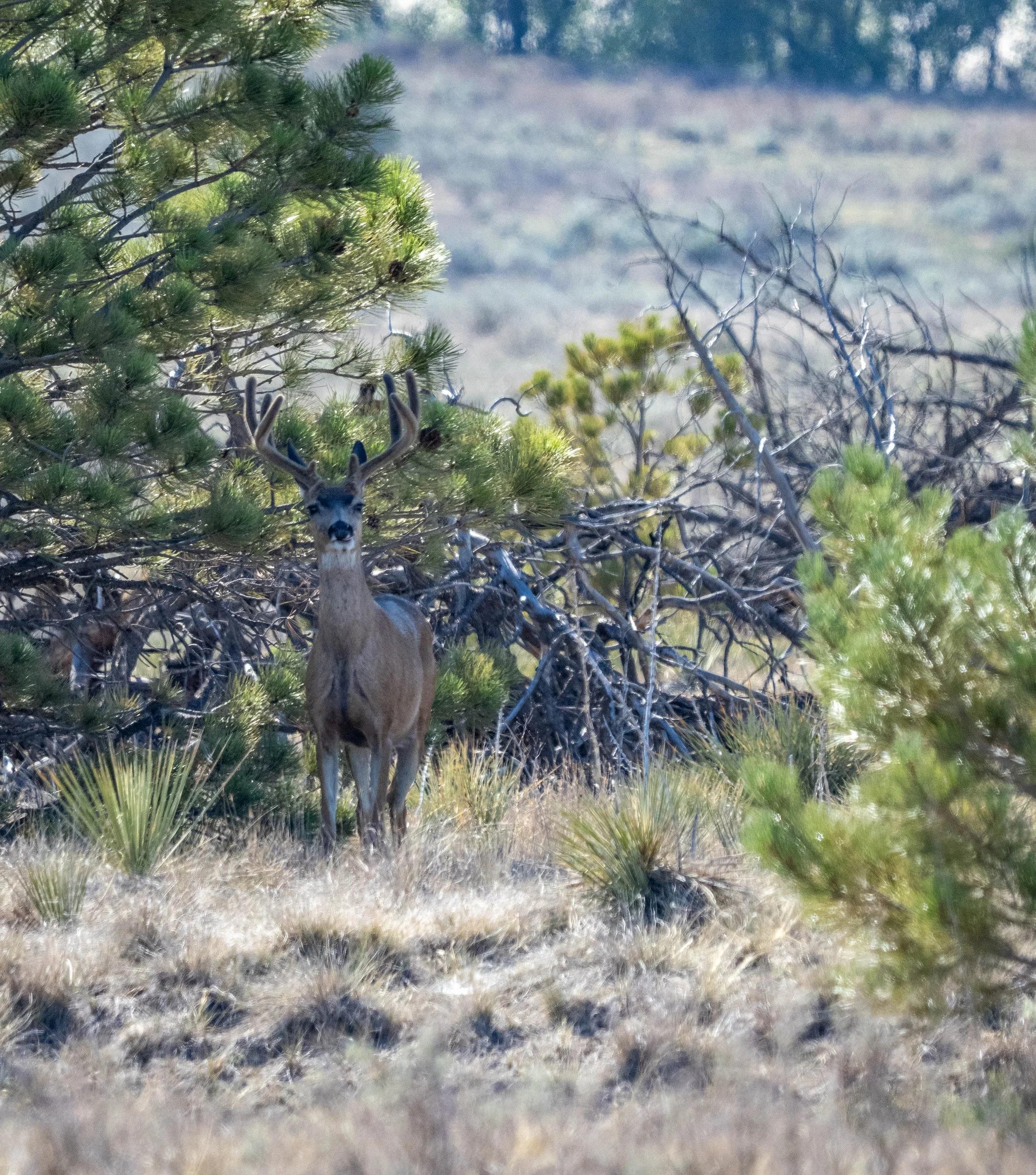 Deer