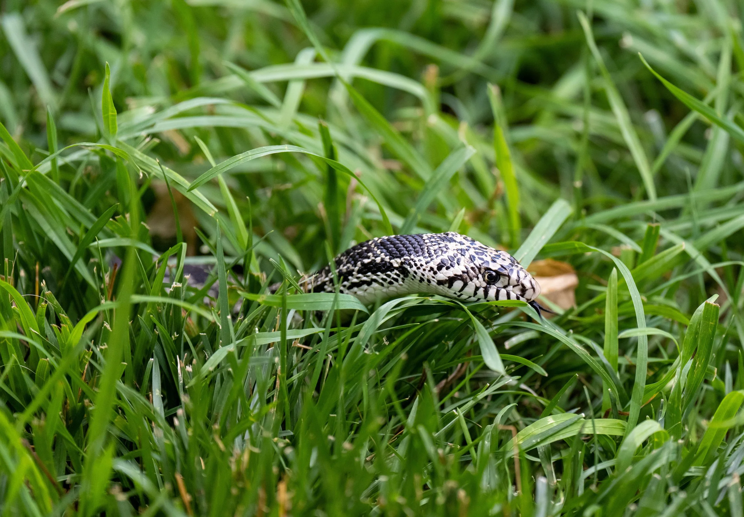 Bull snake