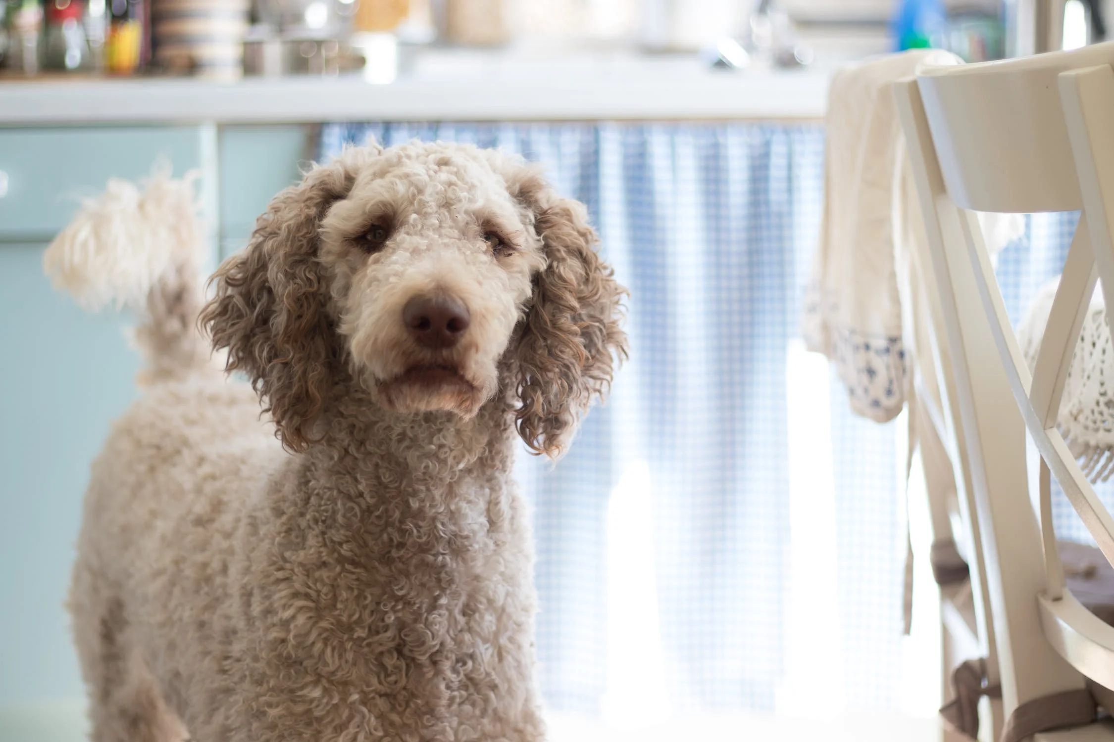 Knowing Your Dog’s Coat and Proper Grooming