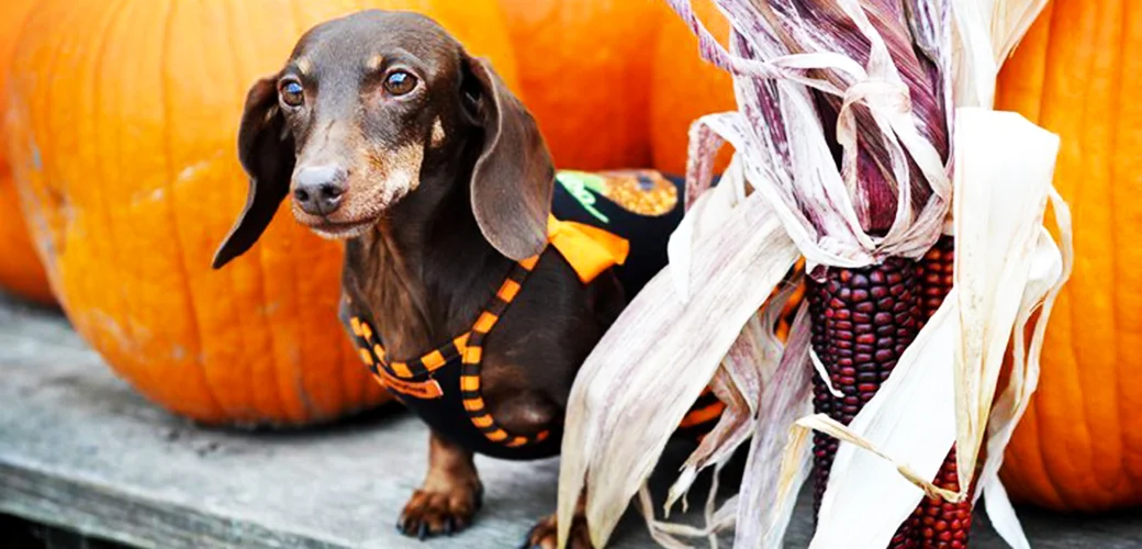 Don't Let Halloween Be Spooky For Your Pets, Follow These Tips