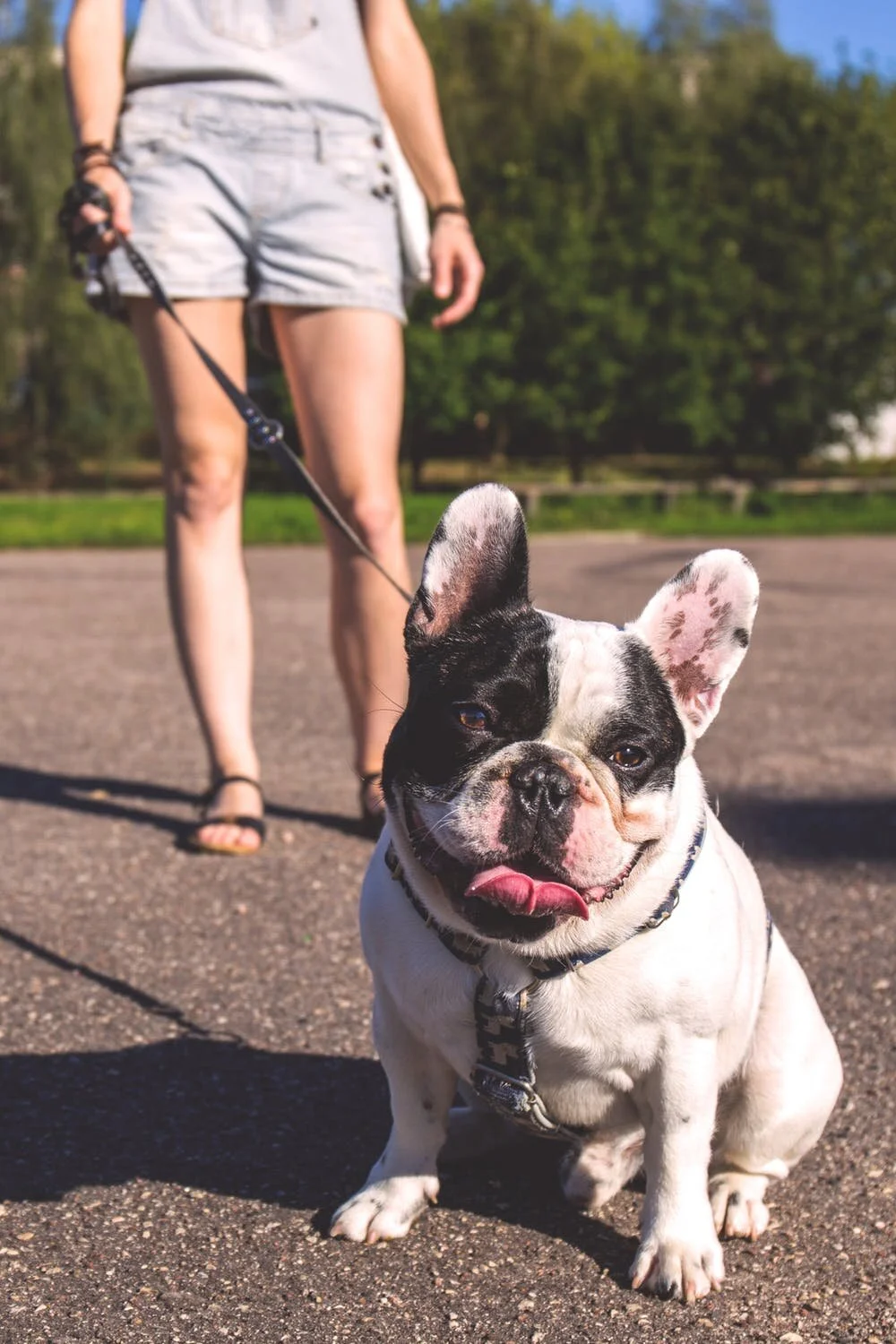Tips for the Best Dog Walks Ever