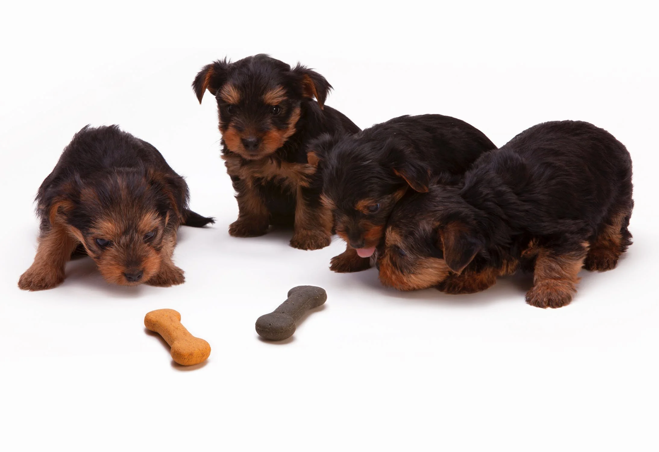 7 Things You Need To Know Before Bringing Home A Puppy