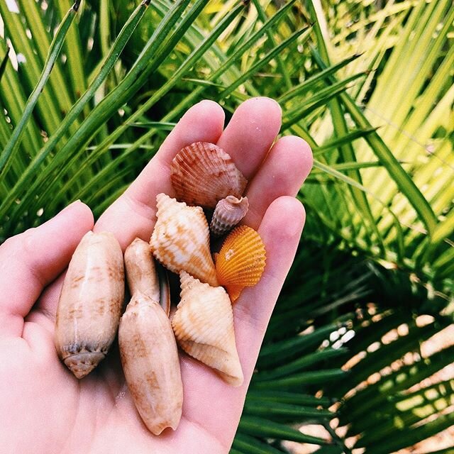 Hello, fellow bookworms! What&rsquo;s up?? The summer solstice is near, can you feel the warm vibes? ☀️ 🏖 🐚
&bull;
I couldn&rsquo;t help but post this photo of some seashells I collected while in Florida. Though it was ungodly waving 3/4 of the tim