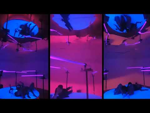 Promised timelaspe and irregular garden 1