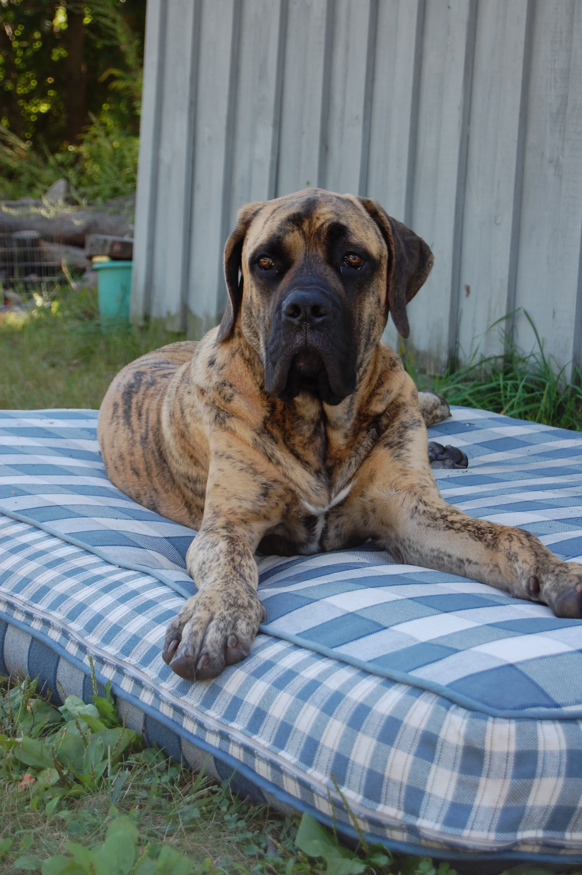 Sampson 1/4/08 - 1/31/18