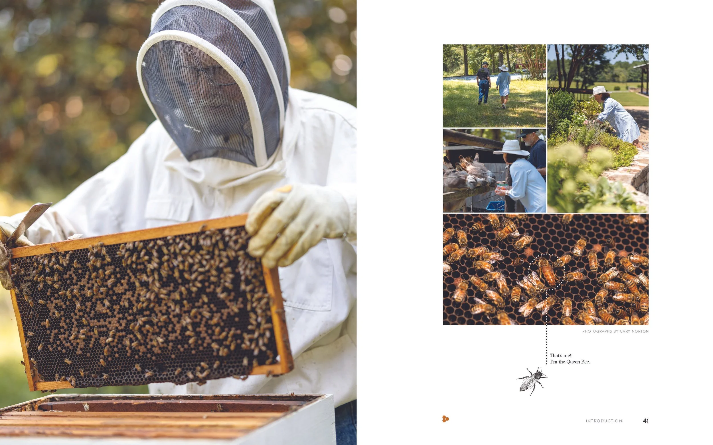 DancingBees_SelectSpreads_Page_05.jpg