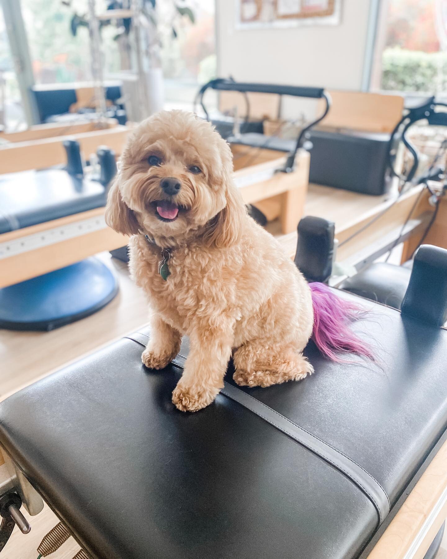 Shadows first Pilates class 🙏 we love pup pilates &hearts;️ #bulatesmalibupilates #bulates #puppilates #bulatespups #doglovers #pups #malibu #&hearts;️