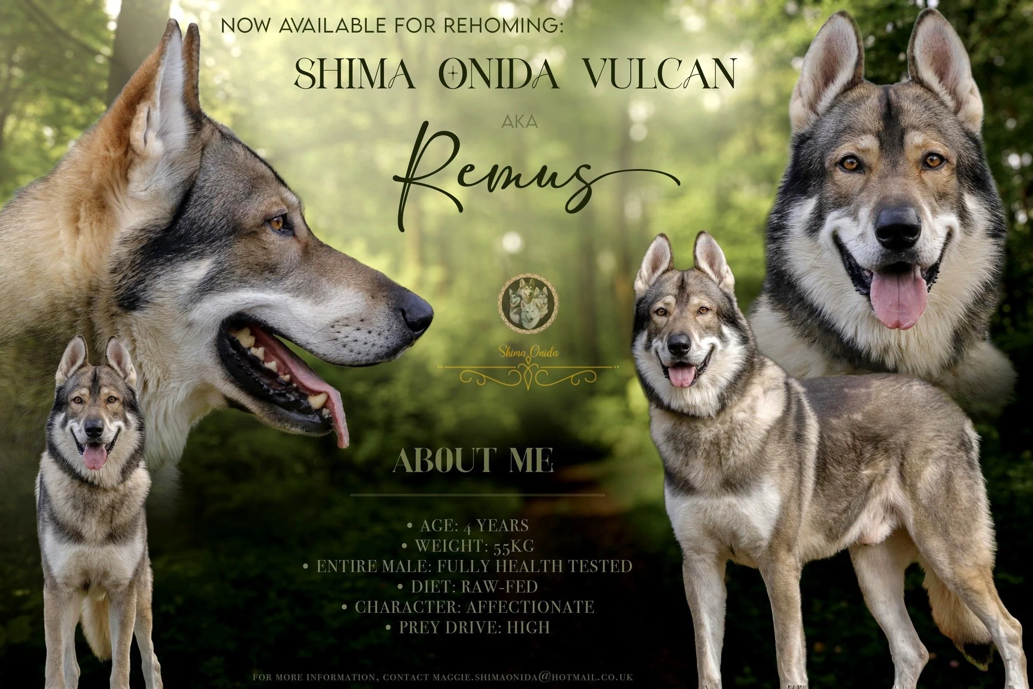 remus rehome pic.jpg