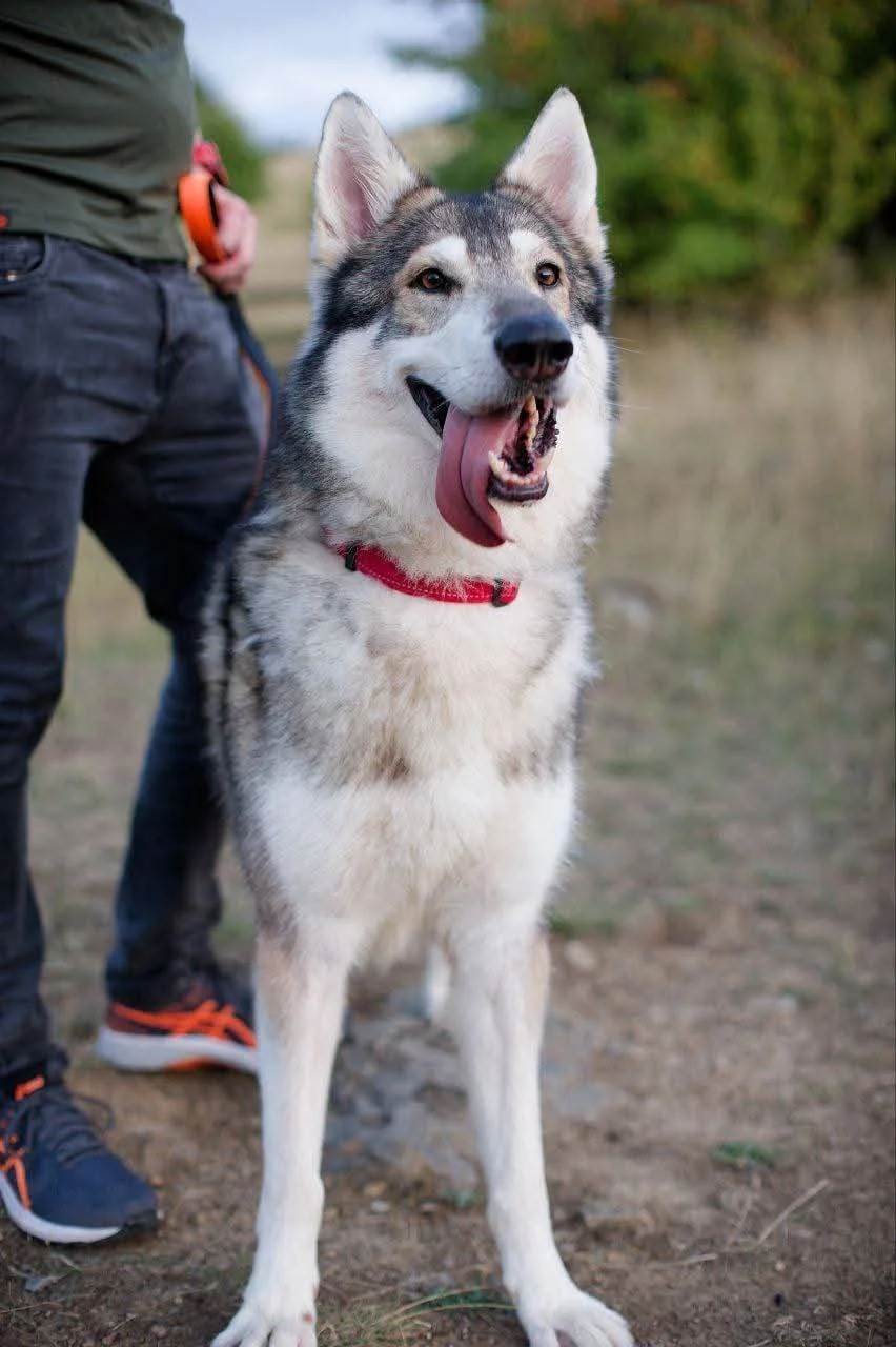 timber - rehomed.jpg