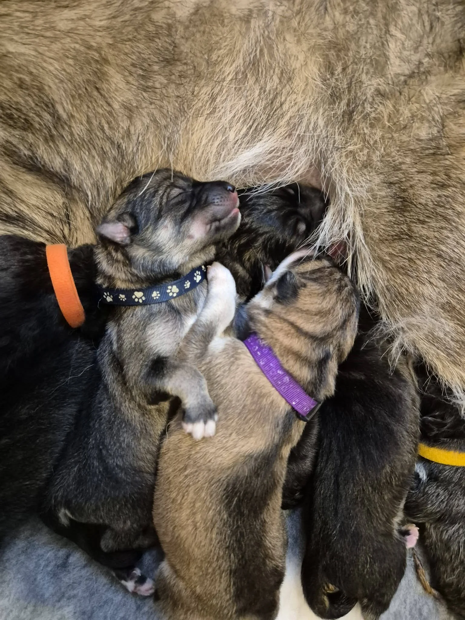 pups - 1 day old.jpg