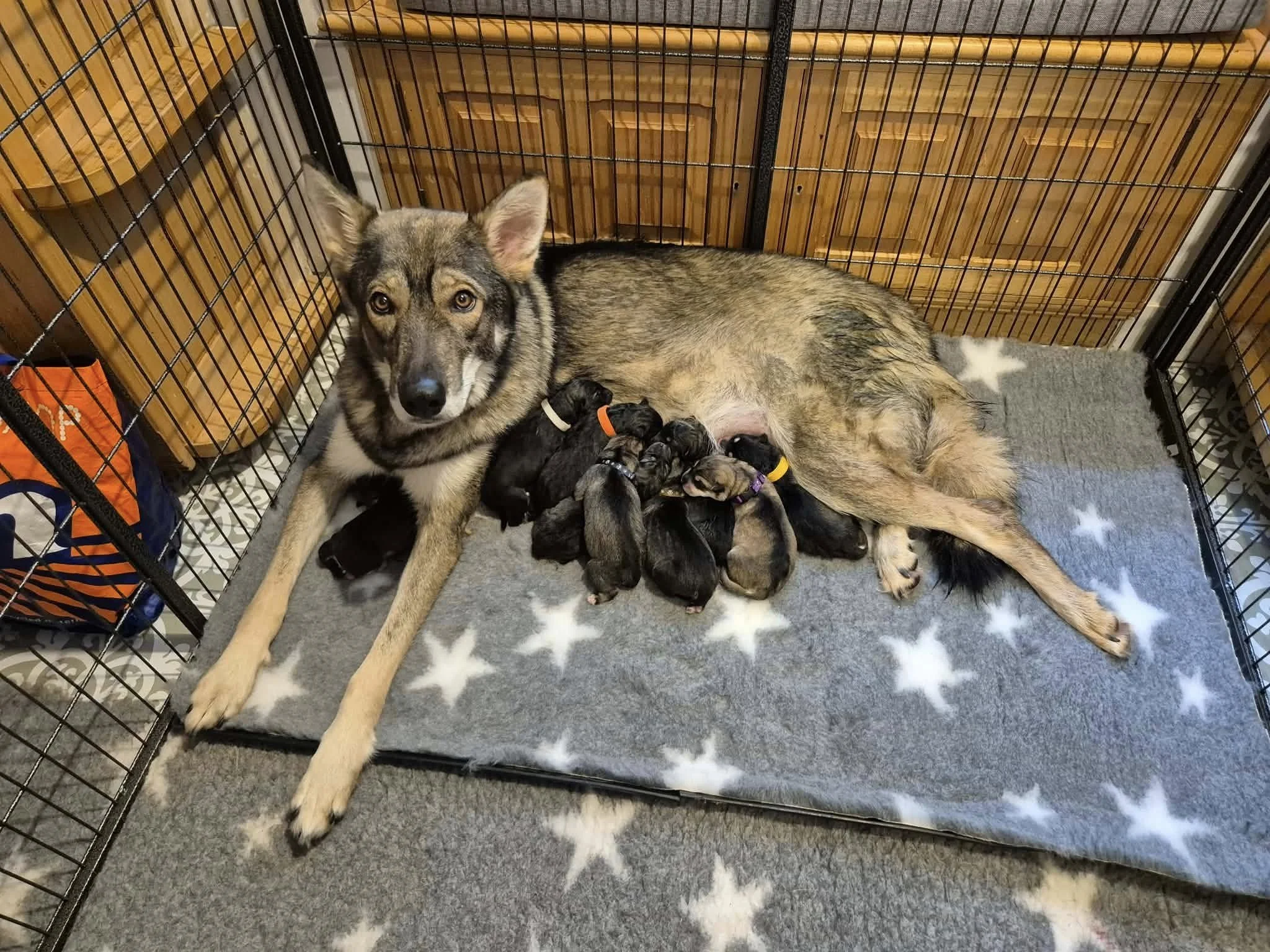 rosa and pups.jpg
