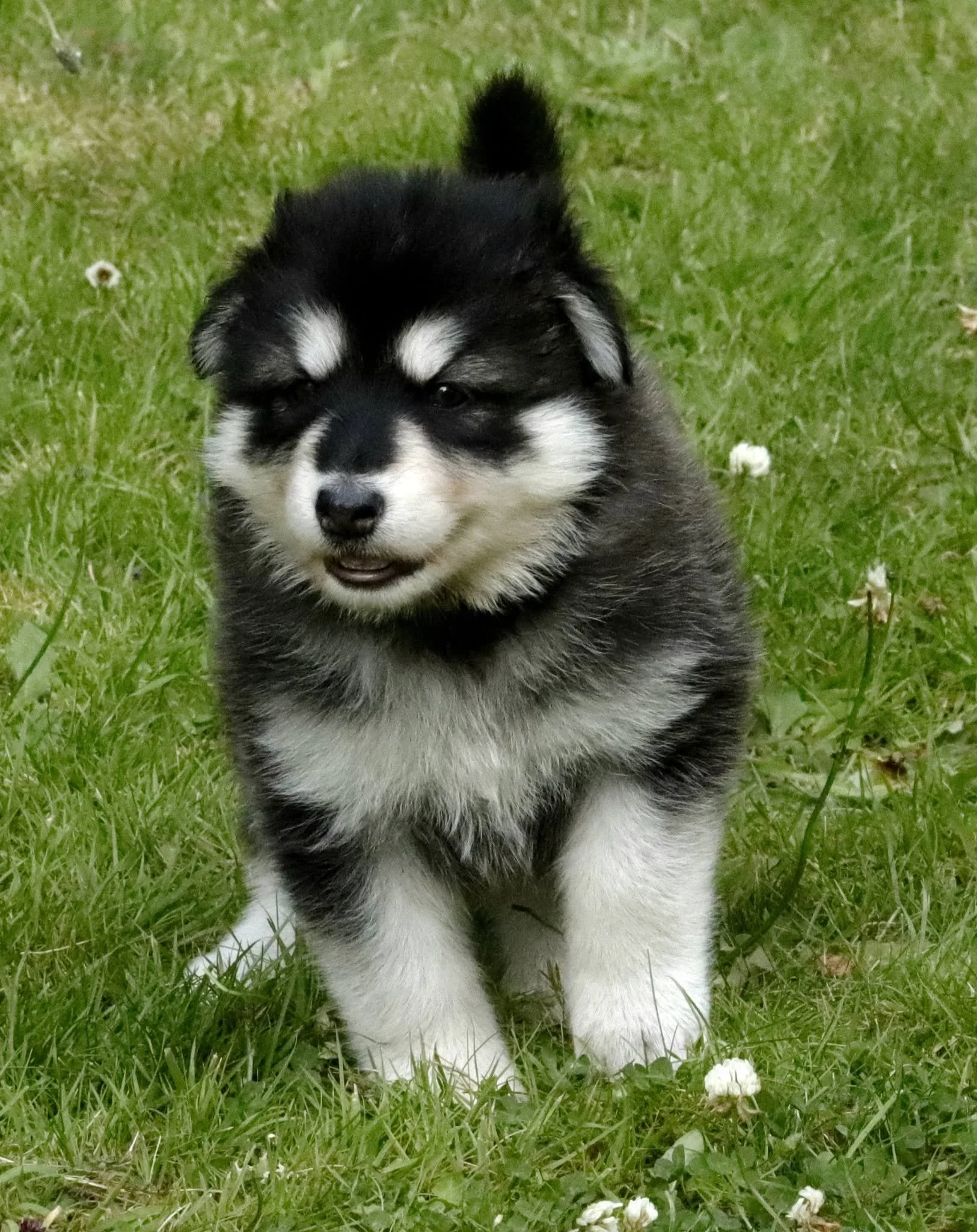 aurora 4 weeks old.jpg