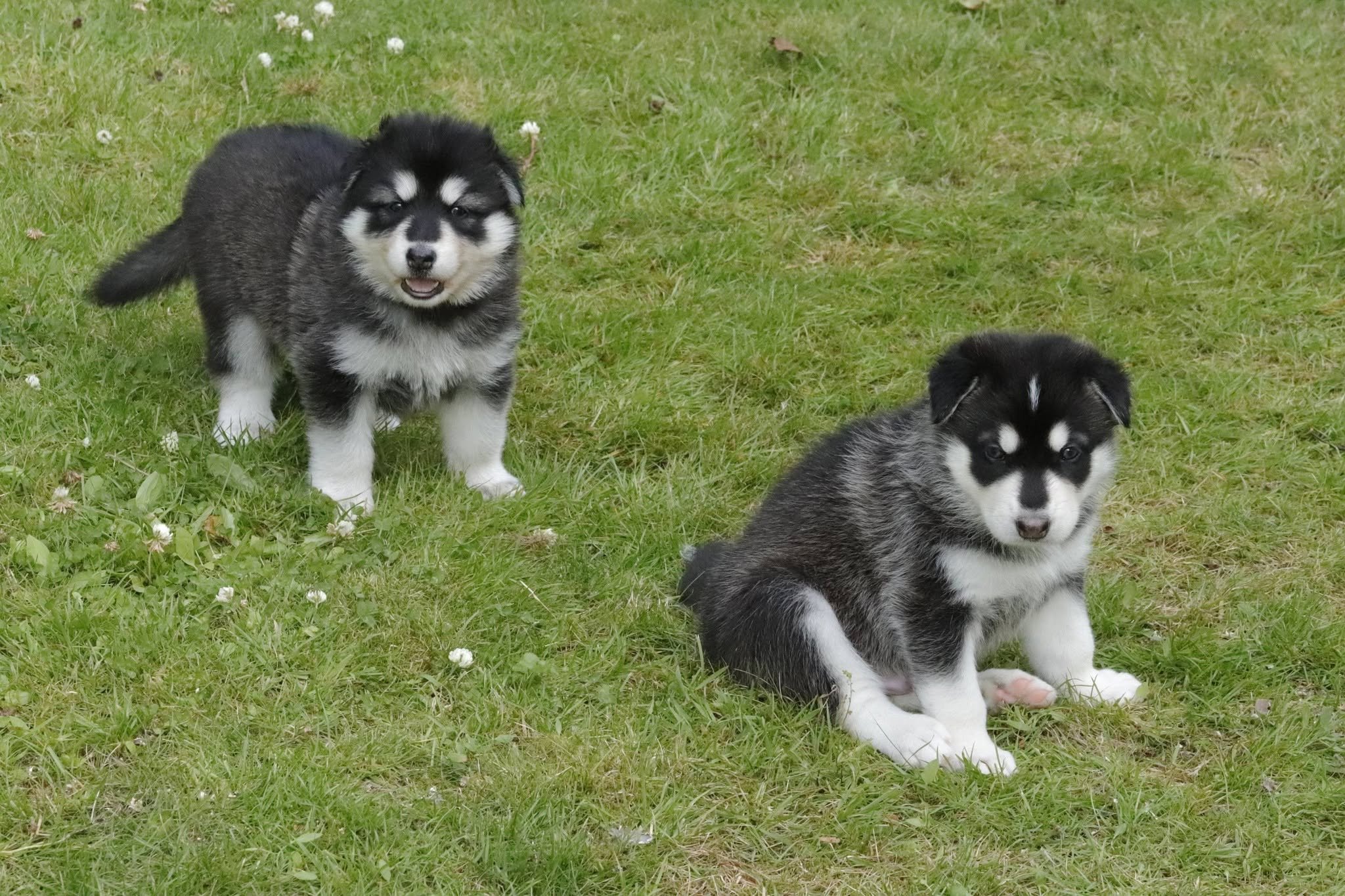 aurora and frost 4 weeks old.jpg