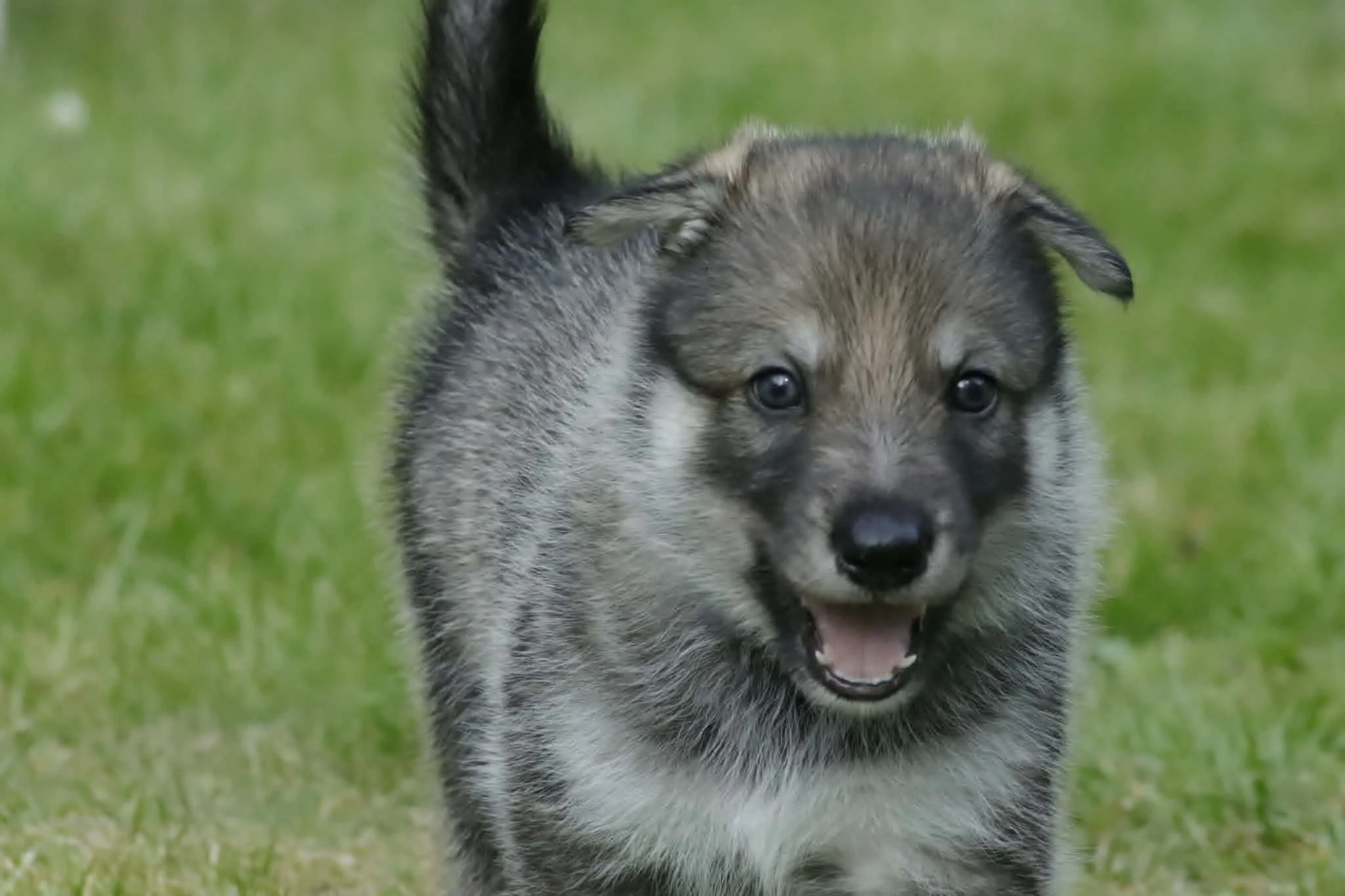 moonshadow 4 weeks old.jpg